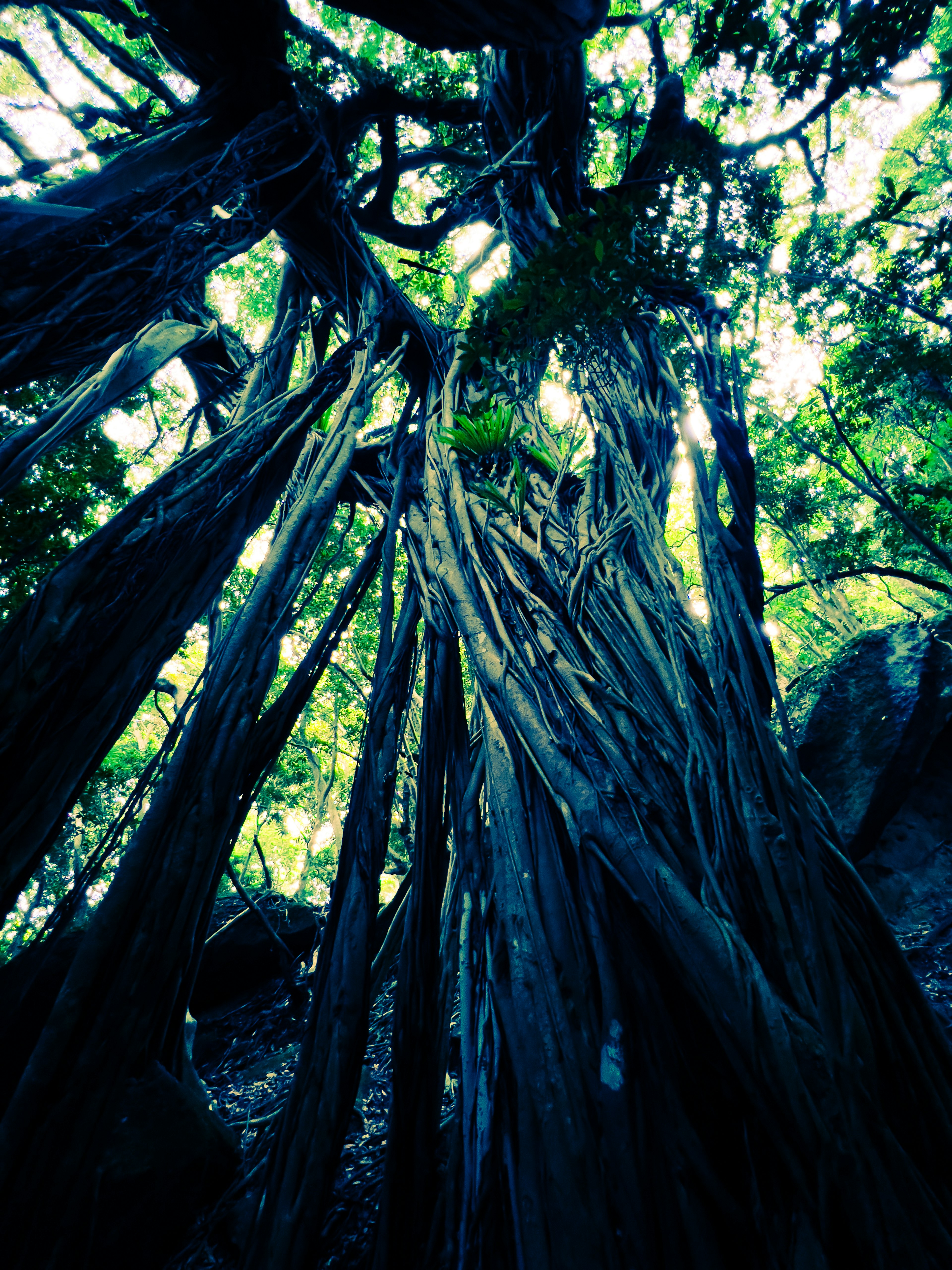 Tall tree trunk and intertwined roots covered with green leaves