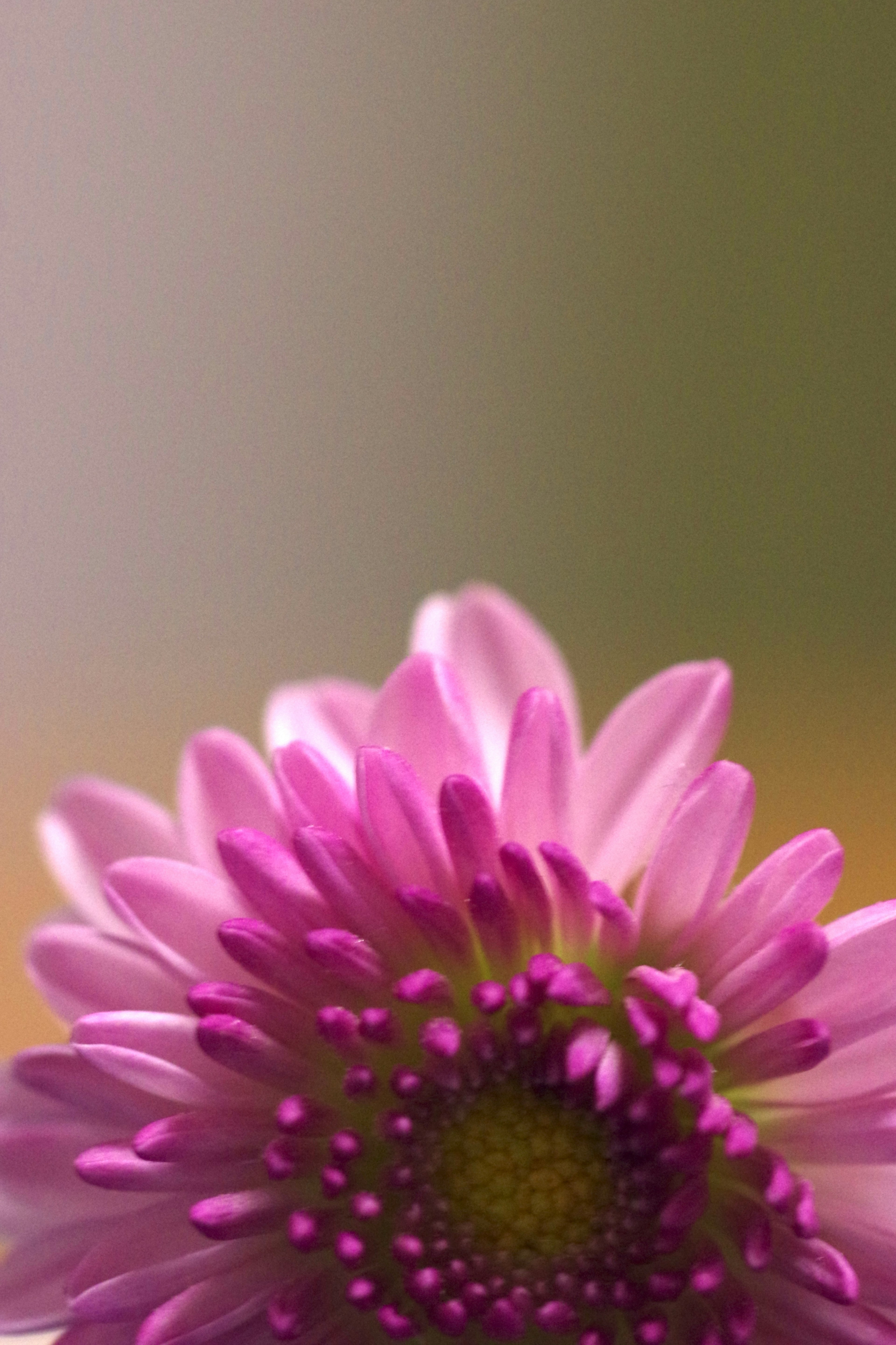 Close-up bunga dengan kelopak pink cerah