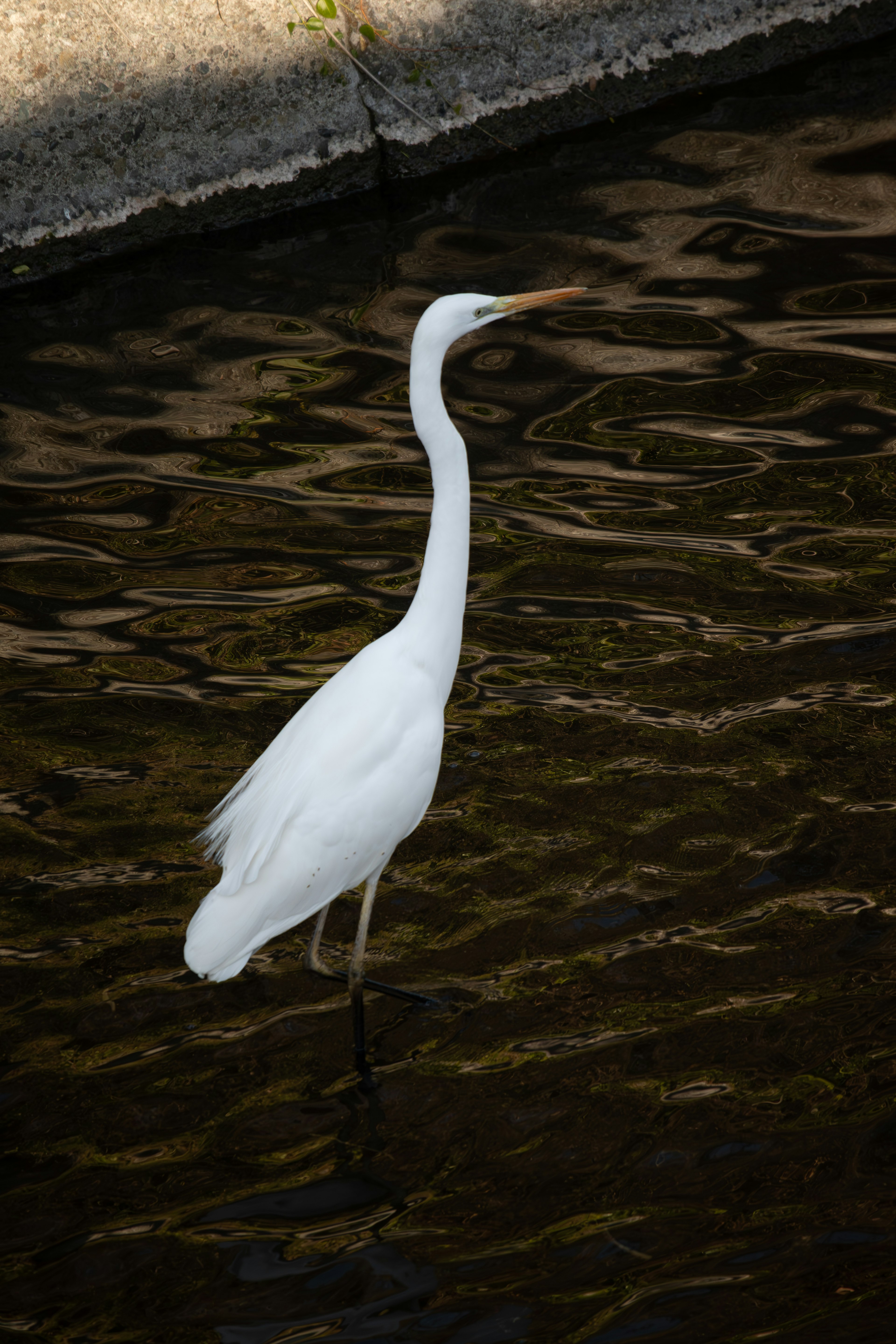 Una garza blanca de pie tranquilamente junto al agua