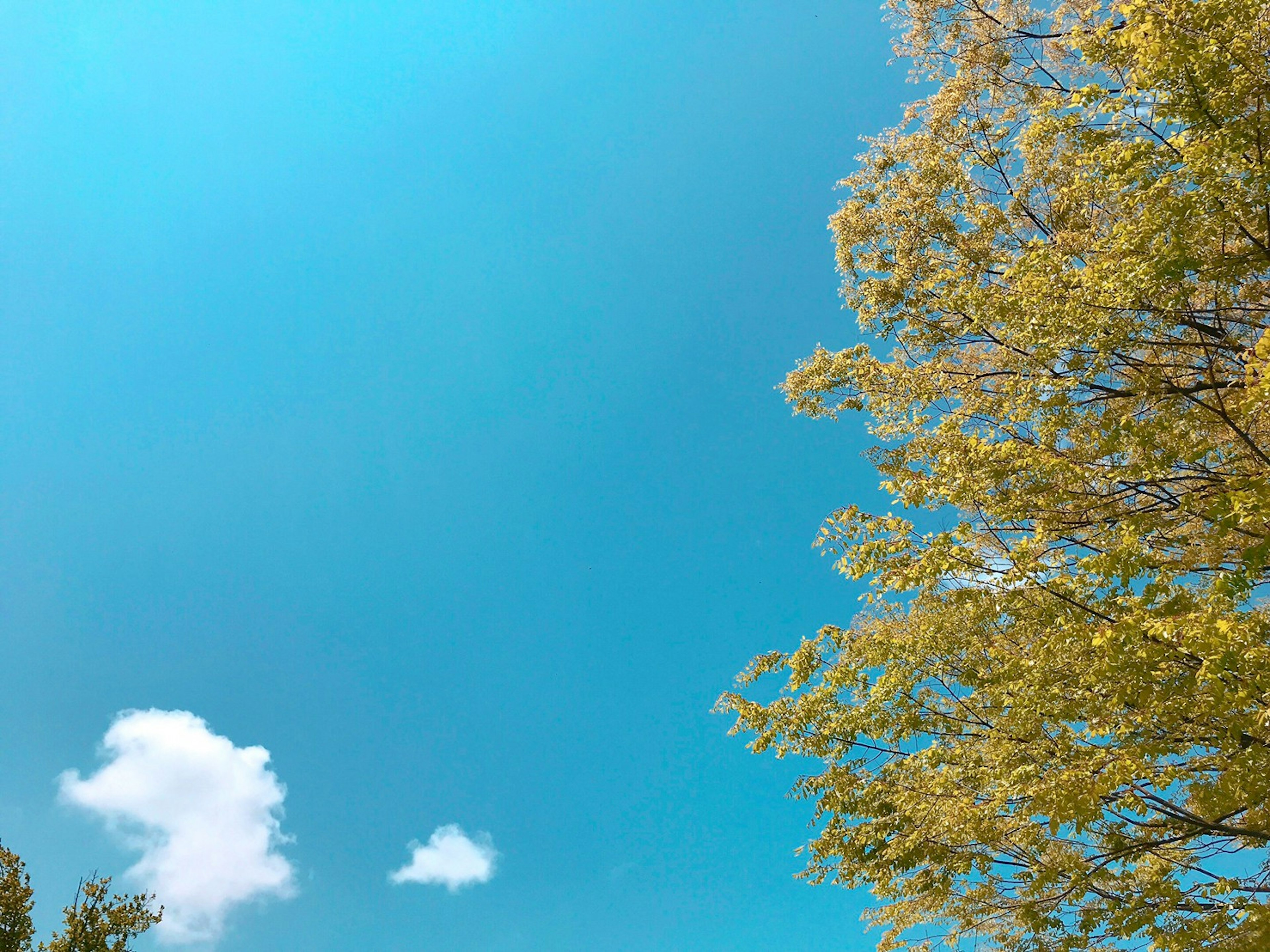 Ciel bleu vibrant avec un arbre feuillu et des nuages duveteux