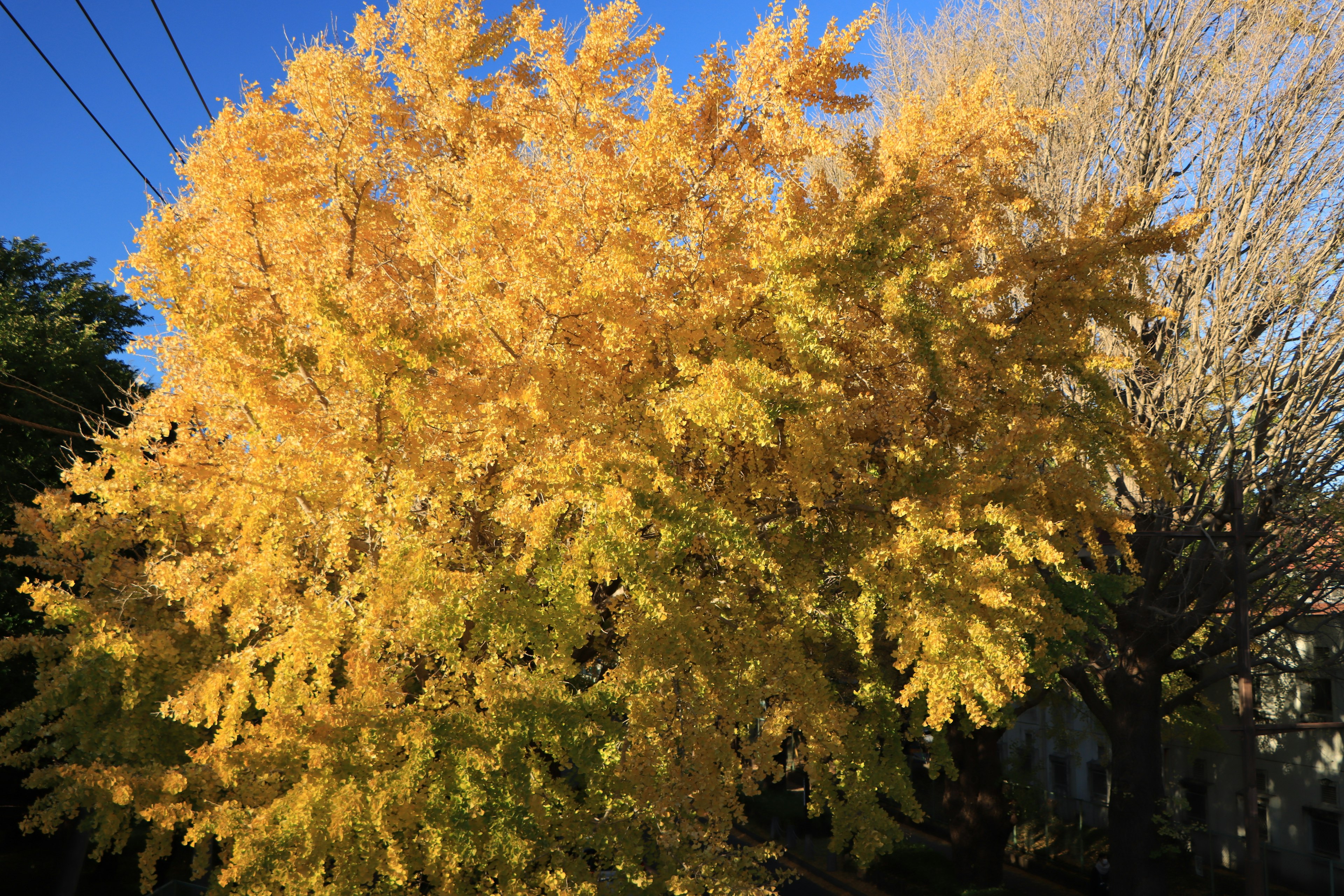 Vibrant yellow foliage of a tree in autumn