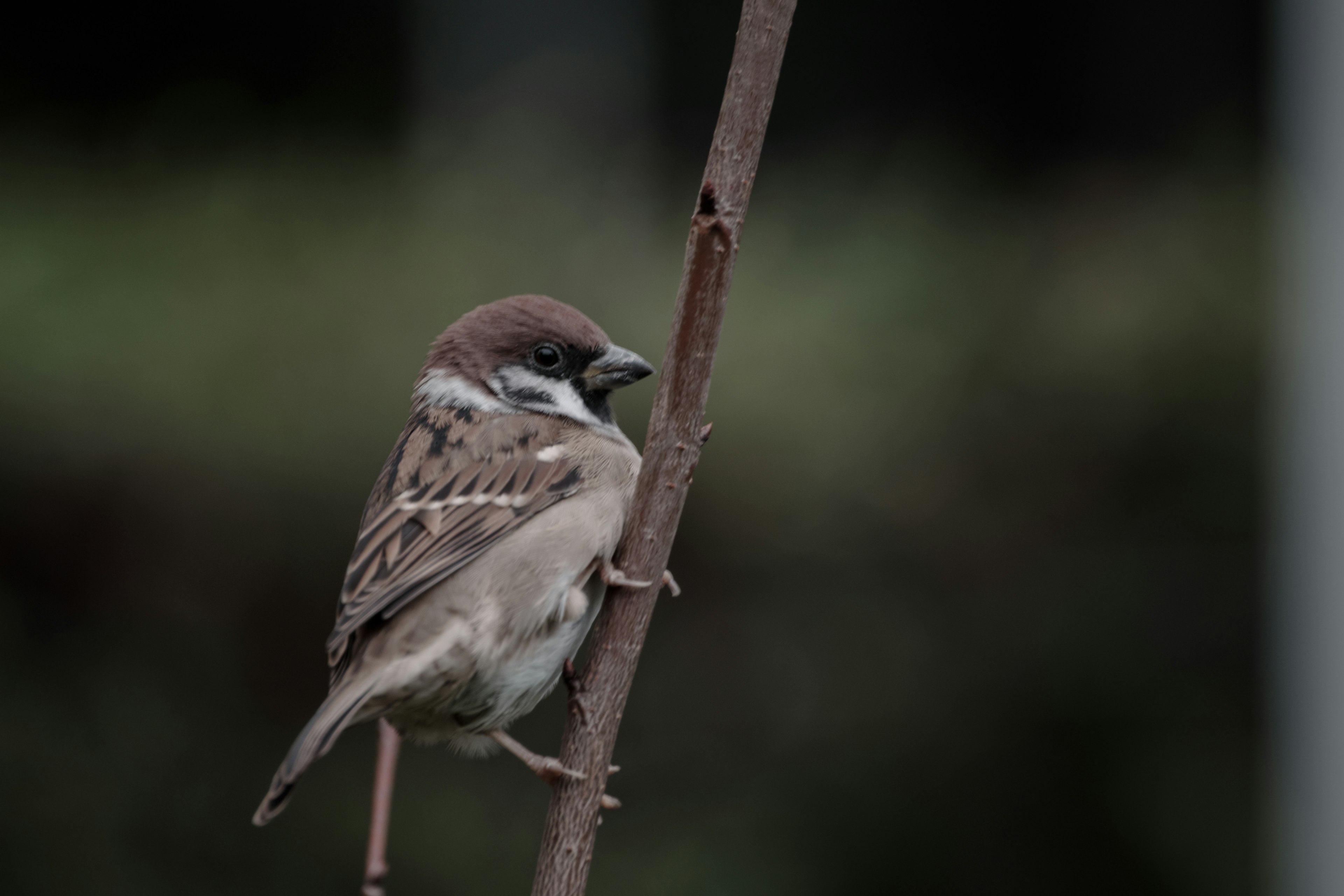 Spatz auf einem kleinen Ast