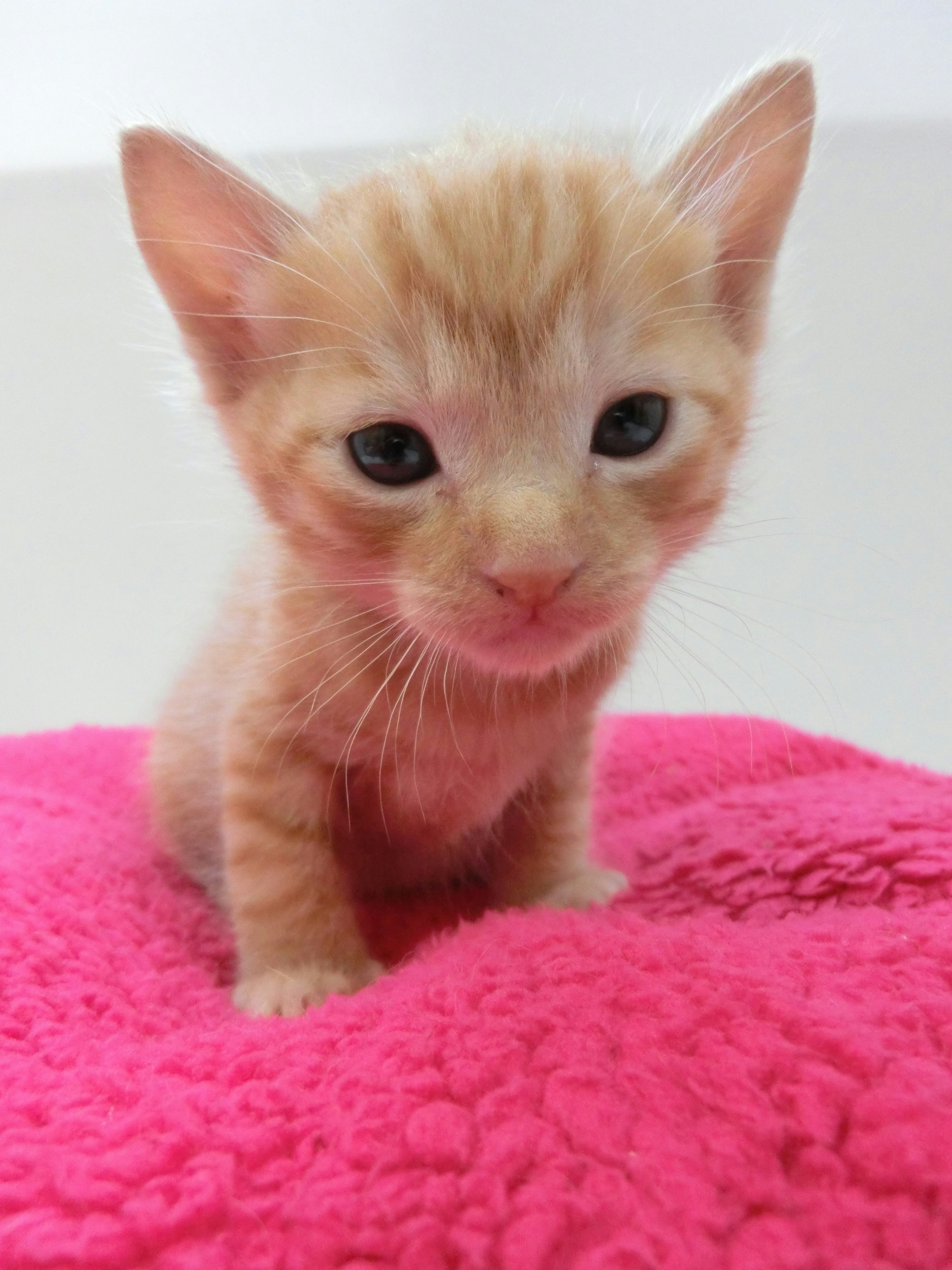 Orange kitten sitting on a pink blanket