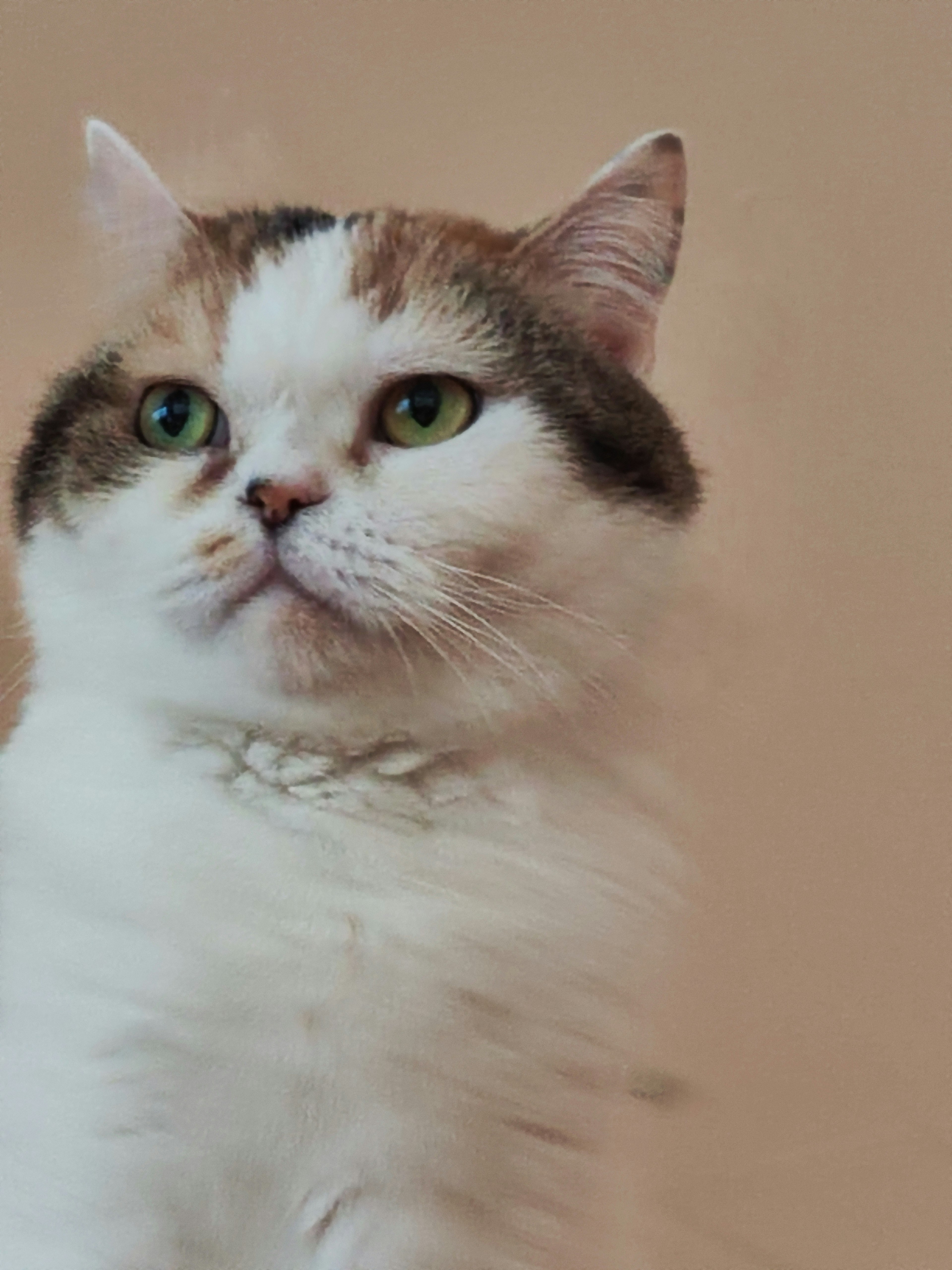 Immagine ravvicinata di un gatto con pelo bianco e macchie marroni