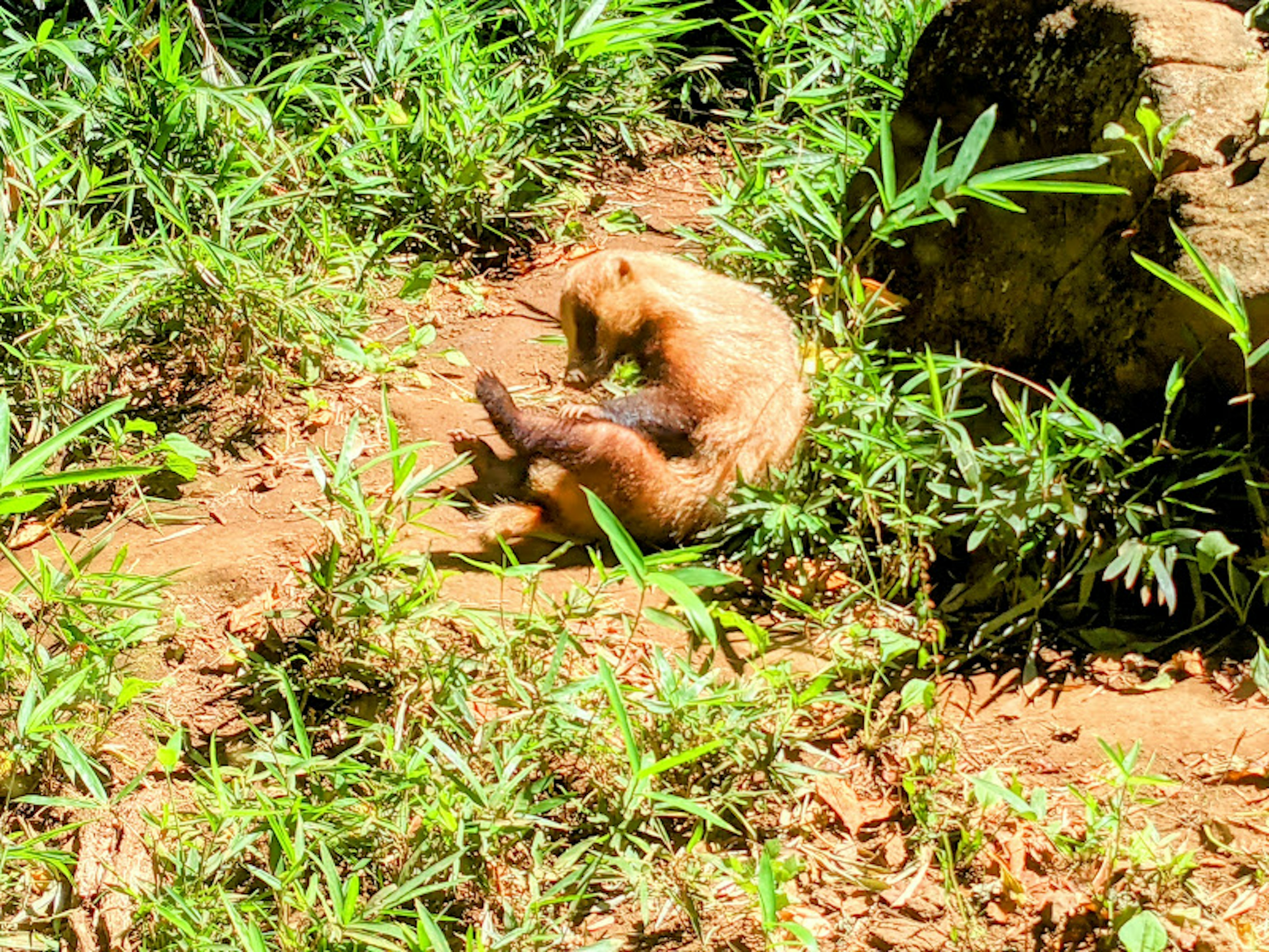 草むらの中で遊んでいる小さな動物の画像