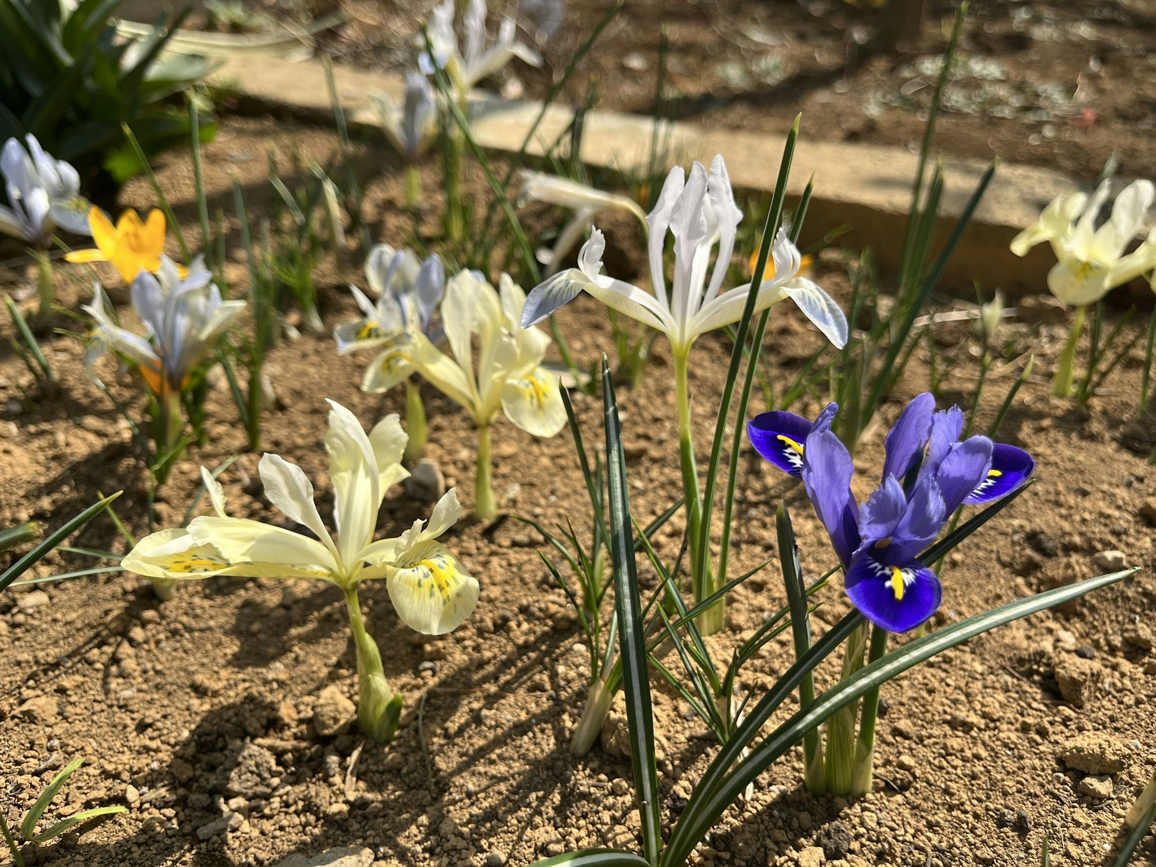 Una varietà di piccoli fiori di diversi colori che sbocciano nel terreno