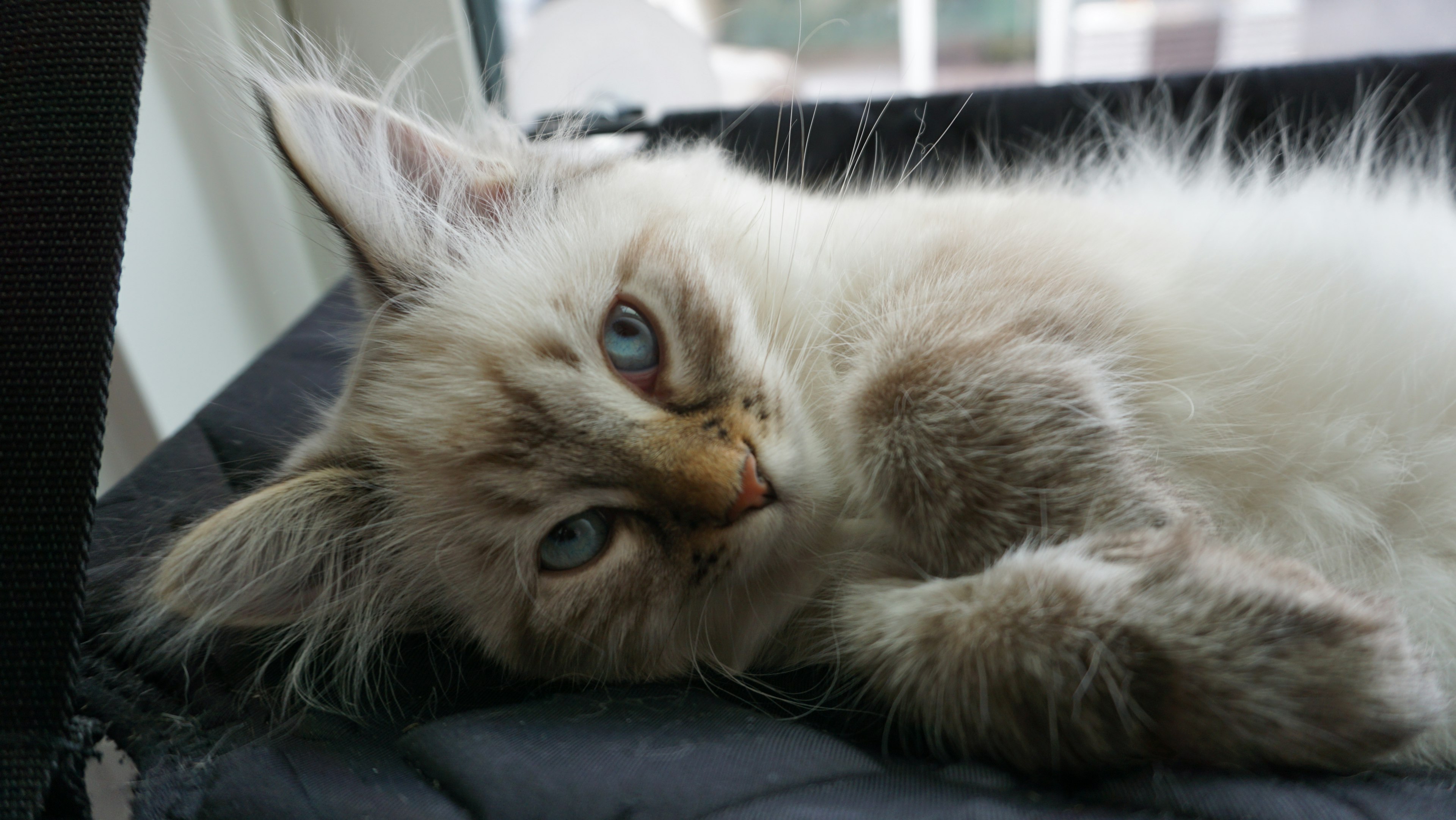 Un gato blanco esponjoso se relaja con ojos azules llamativos