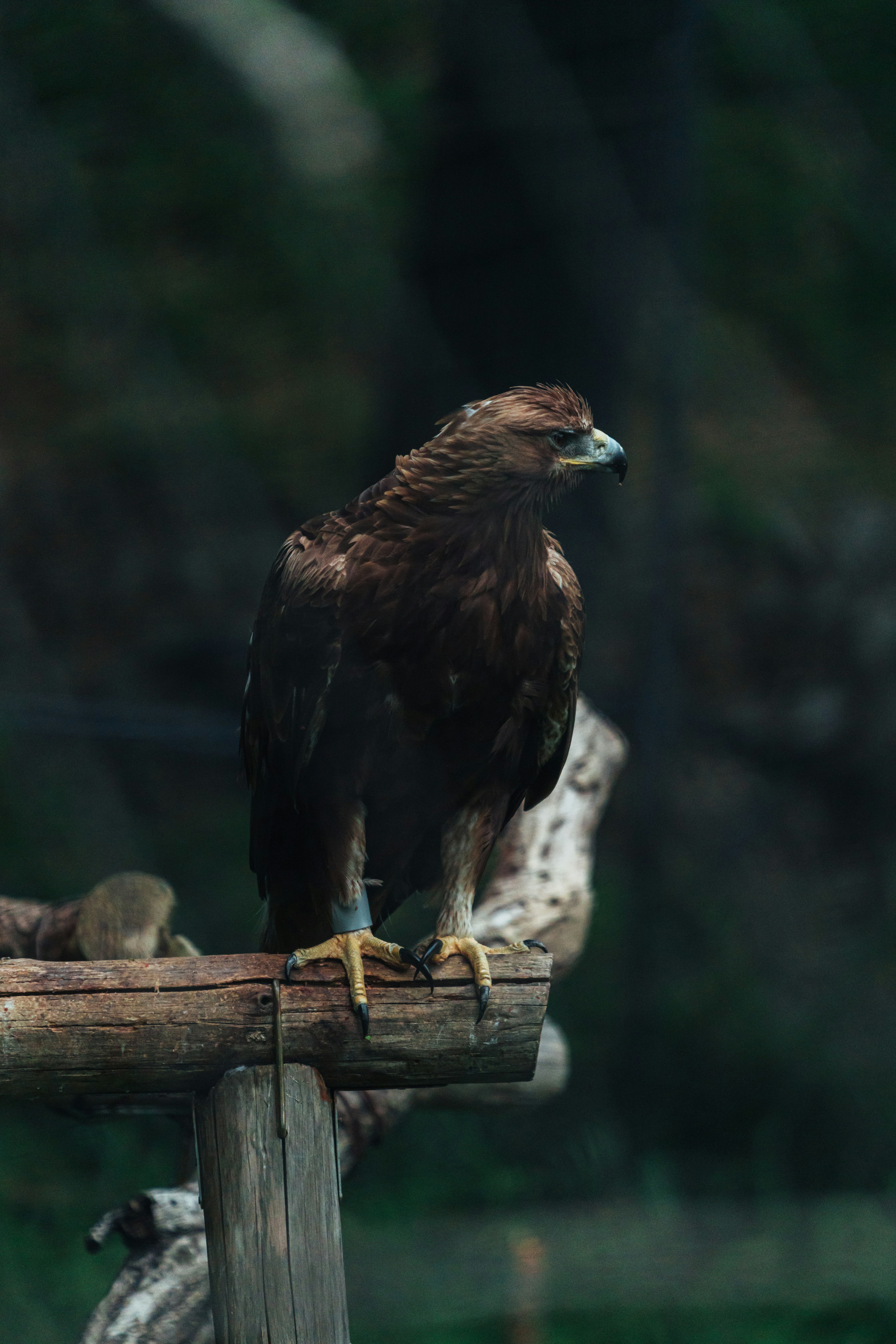 Un águila marrón posada en una rama de madera