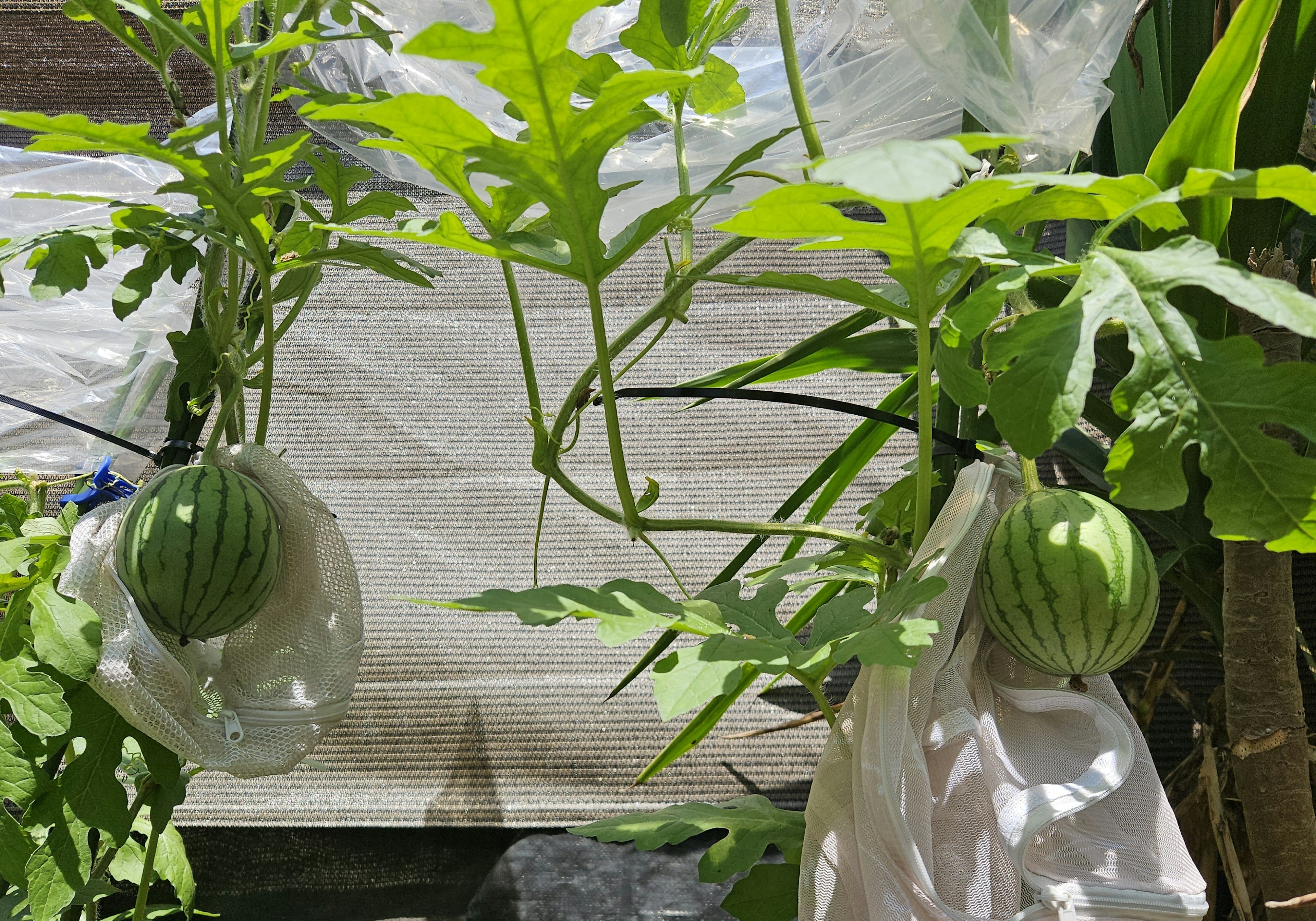 Pequeñas sandías colgando en bolsas de ramas de plantas verdes