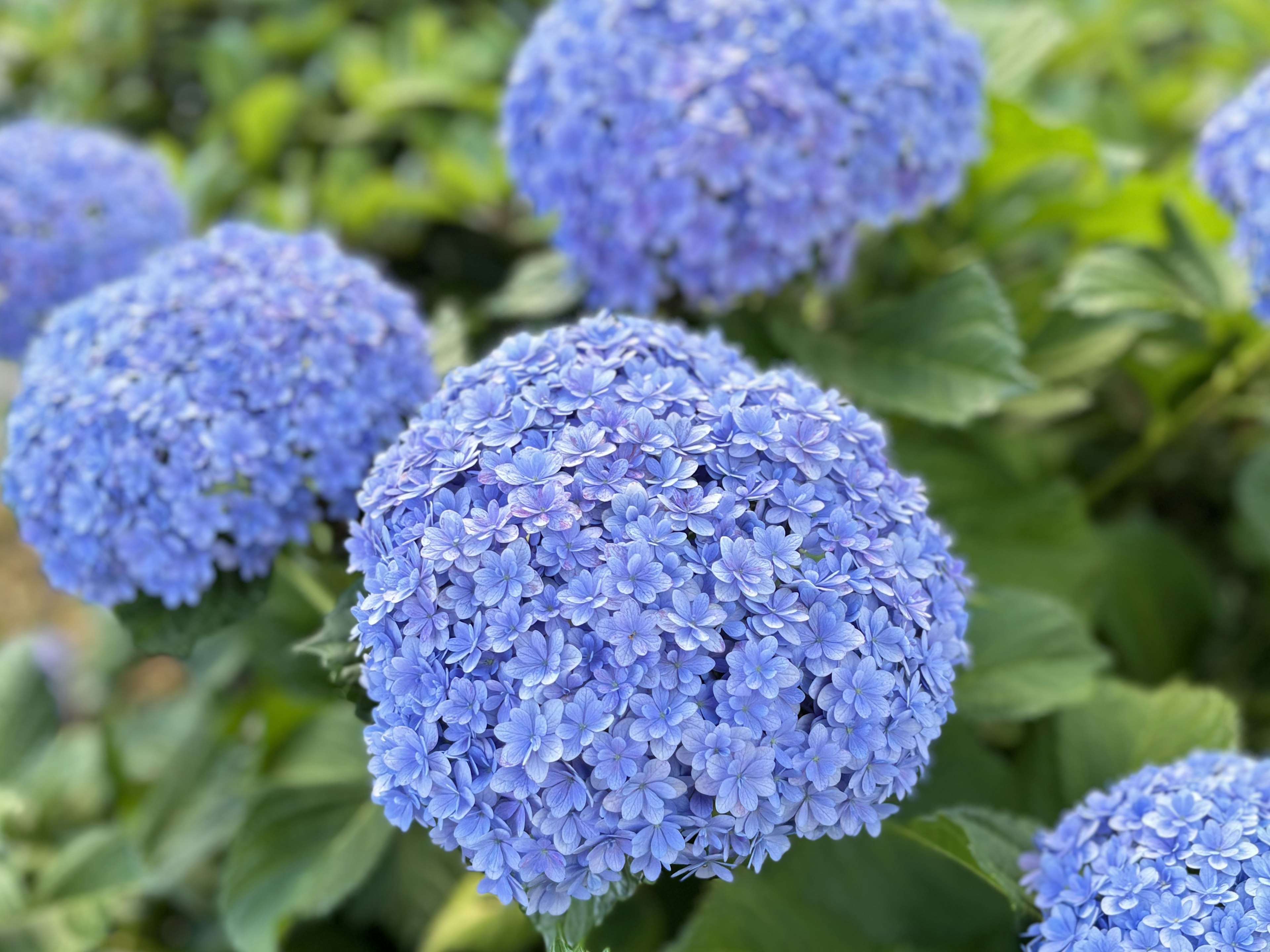 Groupe de fleurs d'hortensia bleues en pleine floraison