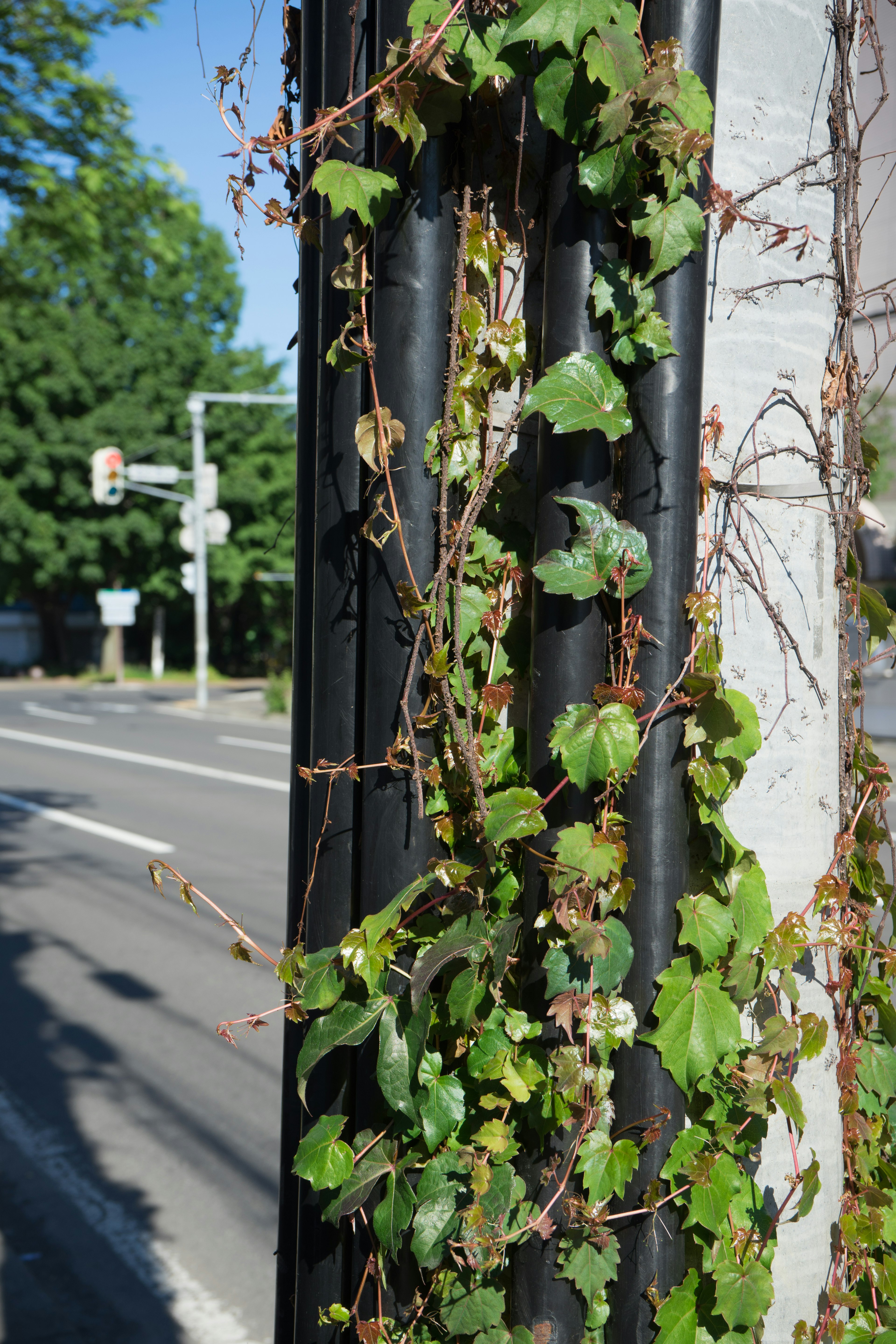 Grüner Efeu, der an einem schwarzen Pfosten in einer Straßenumgebung hochklettert