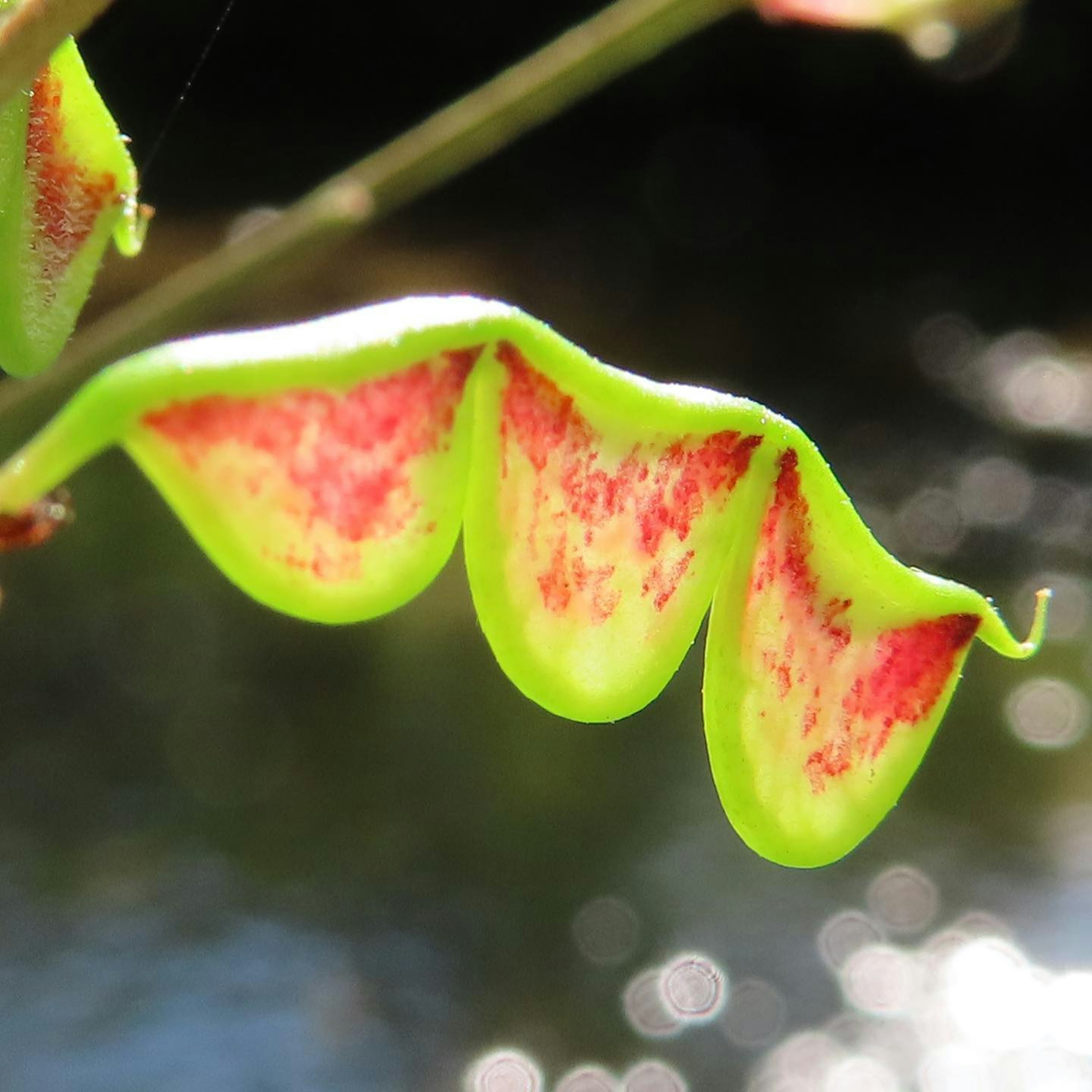 A vibrant green leaf with a wavy shape featuring striking red patterns