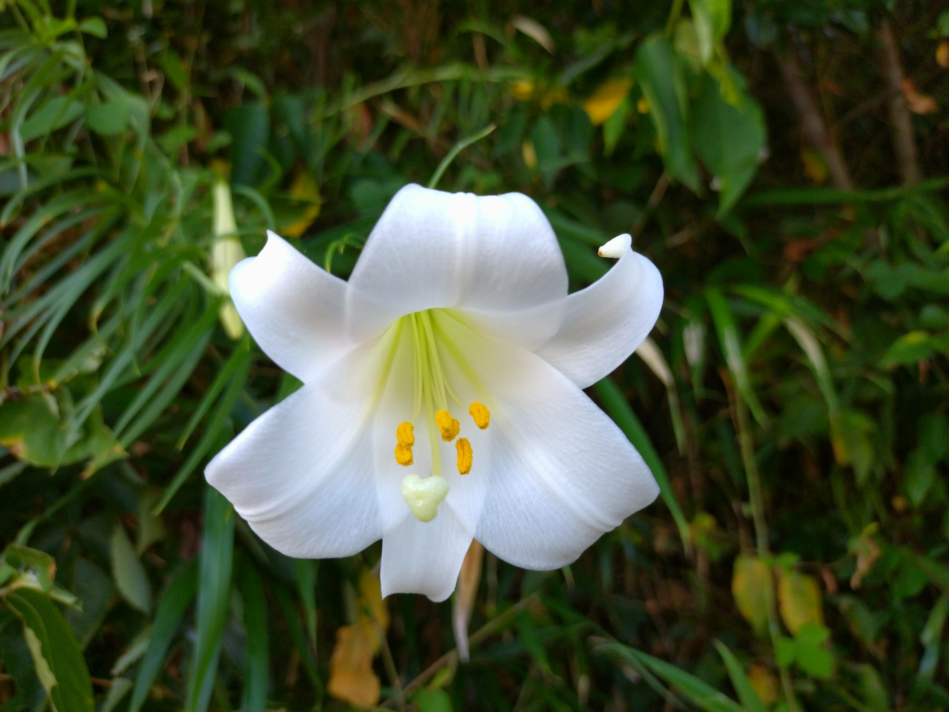 Una flor de lirio blanca floreciendo entre hojas verdes