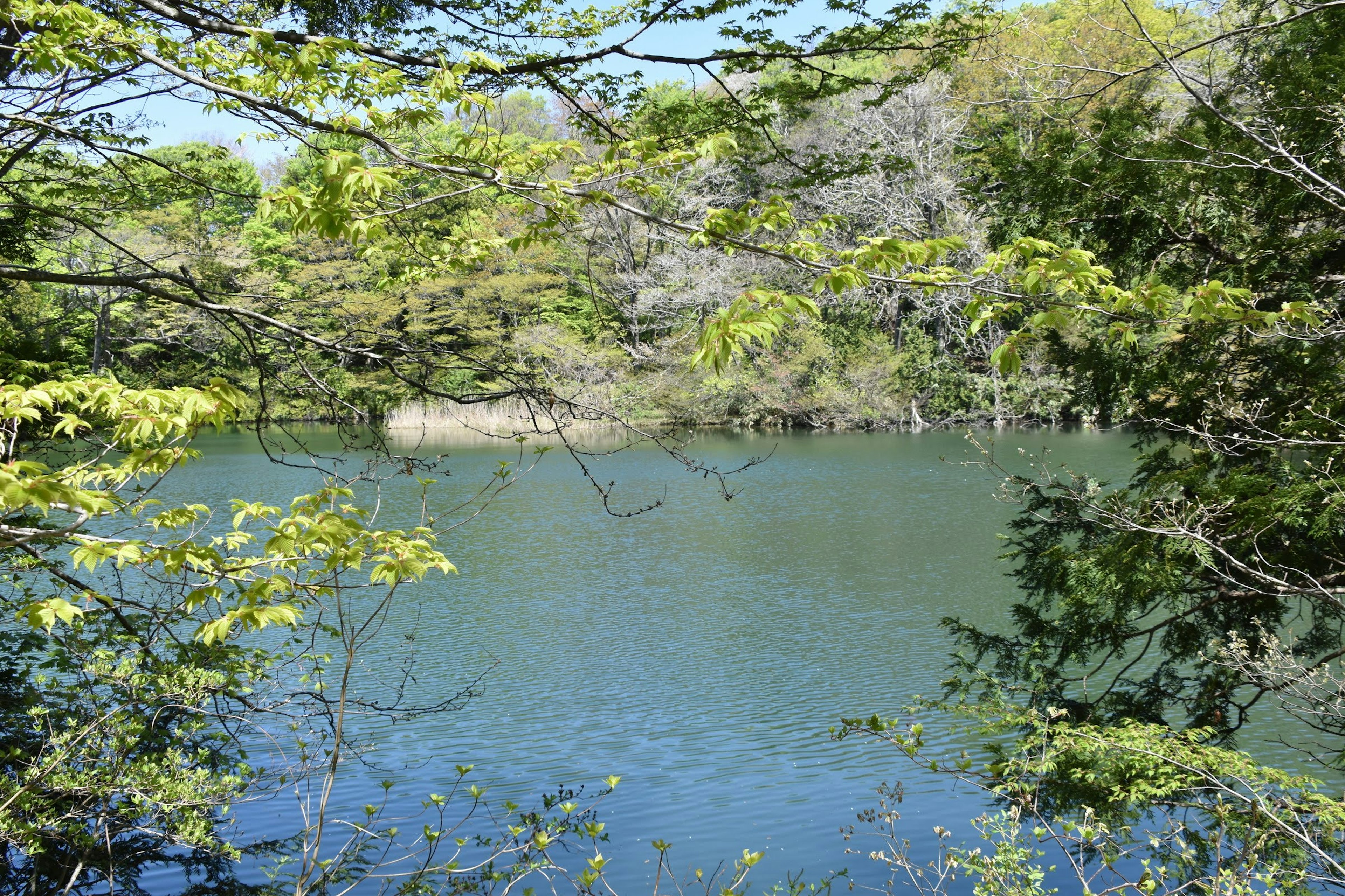 Lago sereno rodeado de árboles verdes exuberantes y agua azul clara