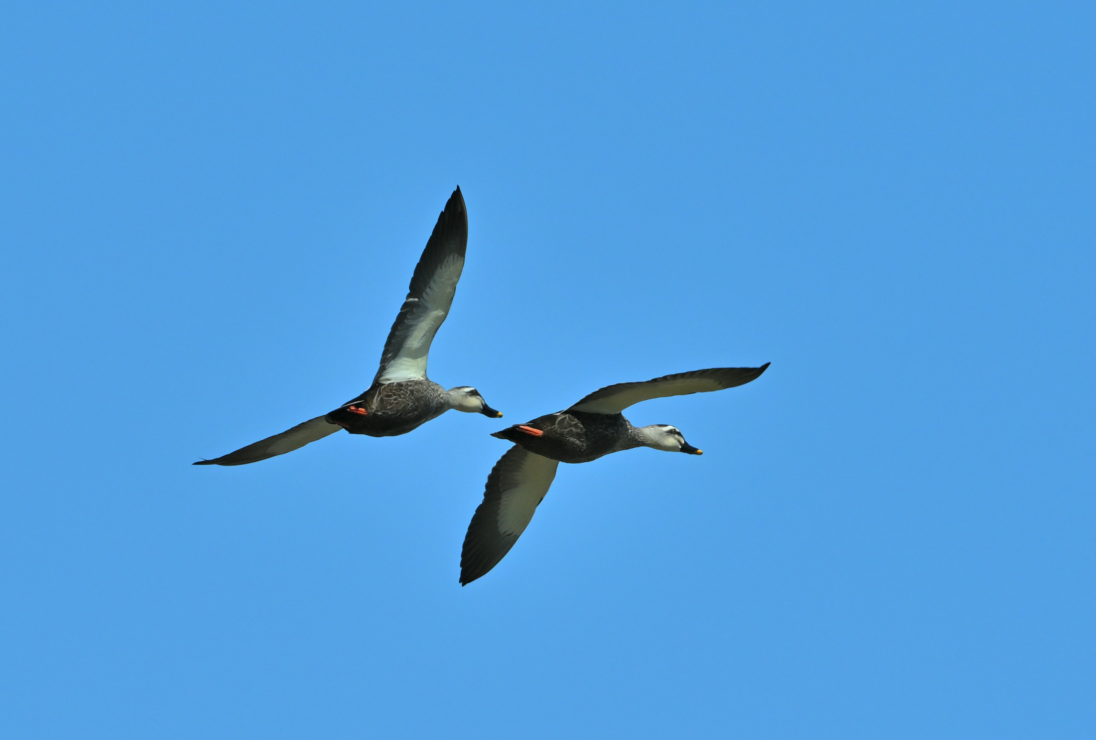 Two birds flying in the sky with a blue background