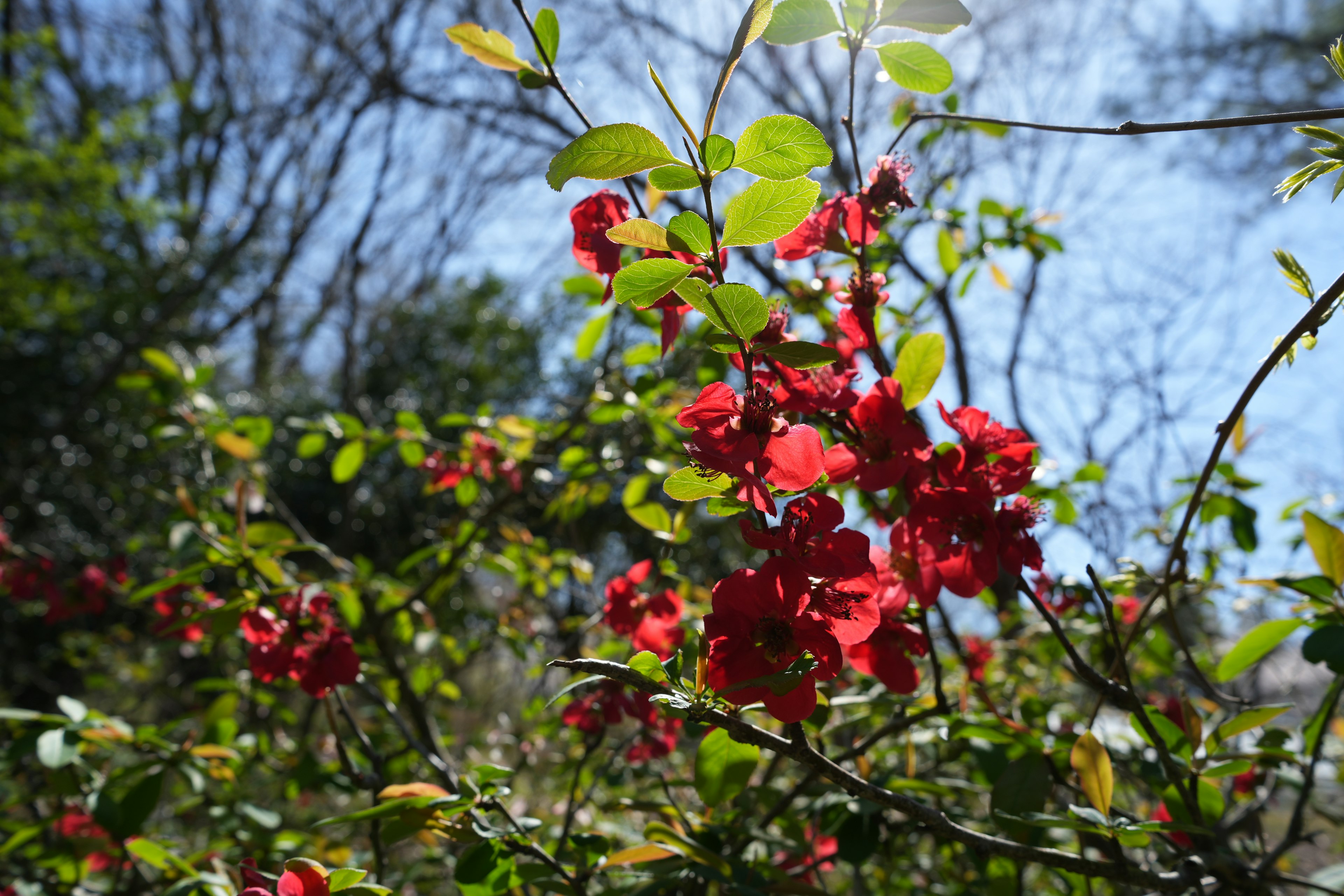 Vibrant red flowers with green leaves against a bright blue sky