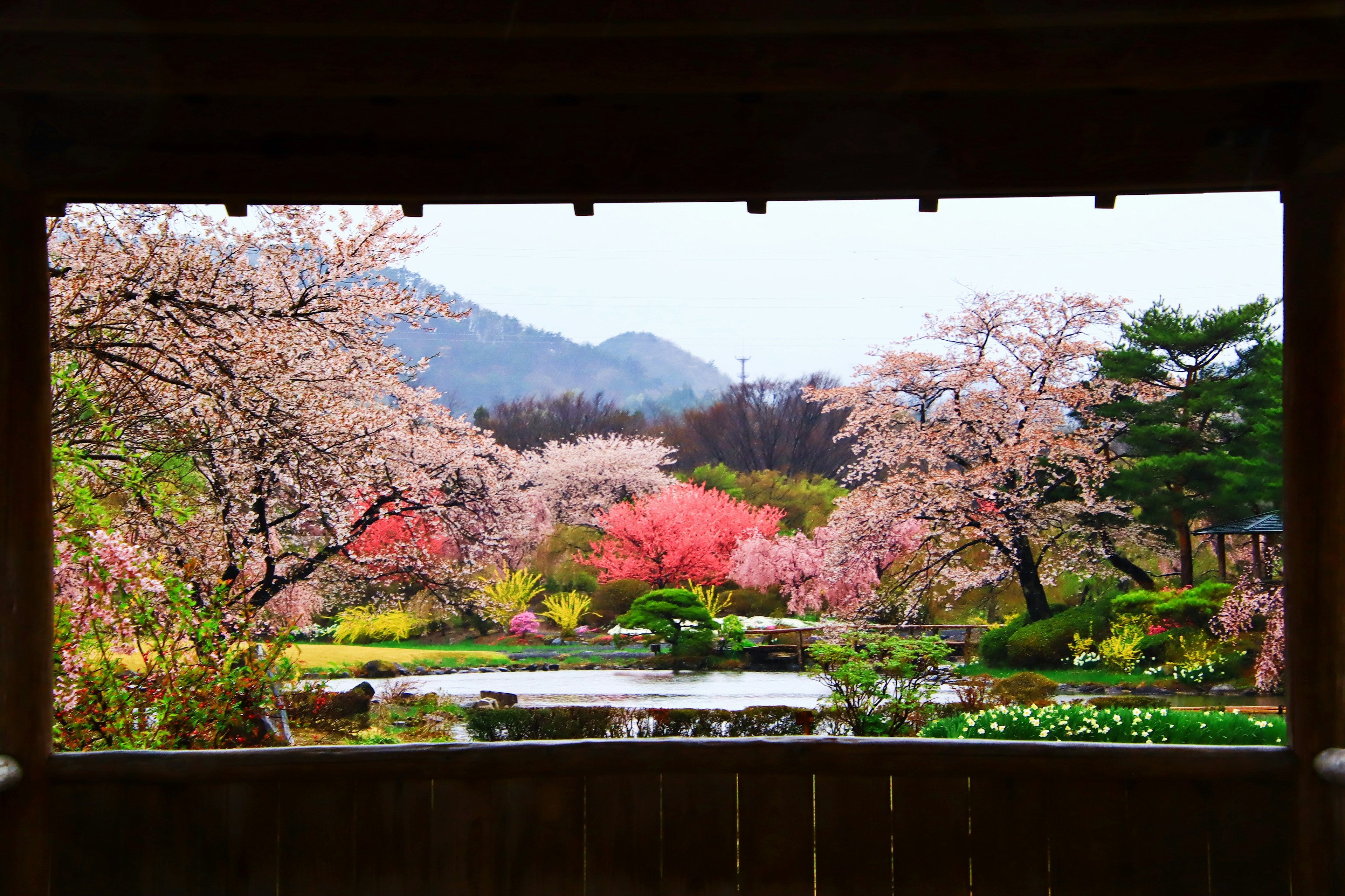 ทิวทัศน์สวนที่สวยงามมีซากุระภูเขาและบ่อน้ำ