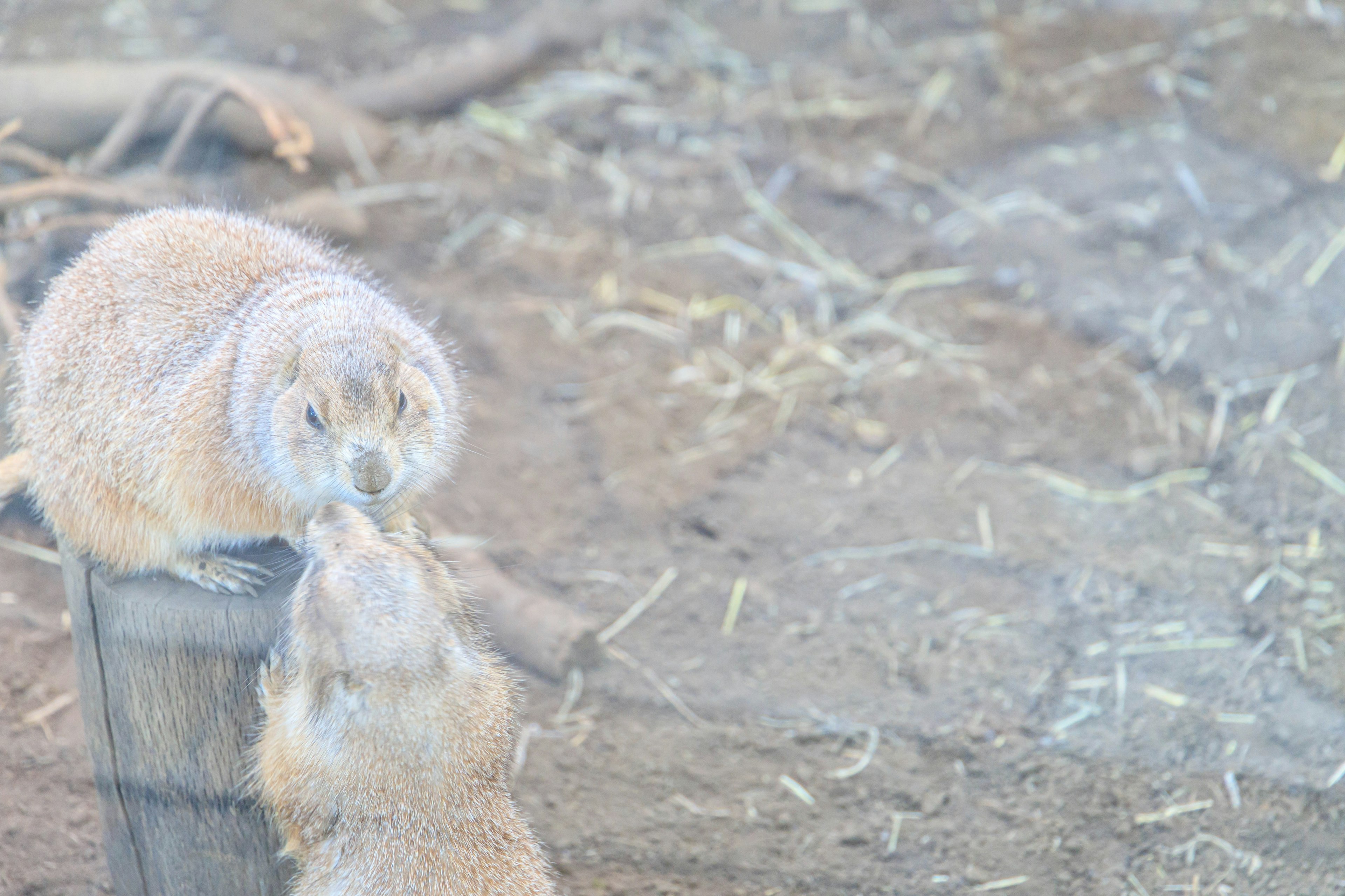 Two rabbits interacting near a wooden post