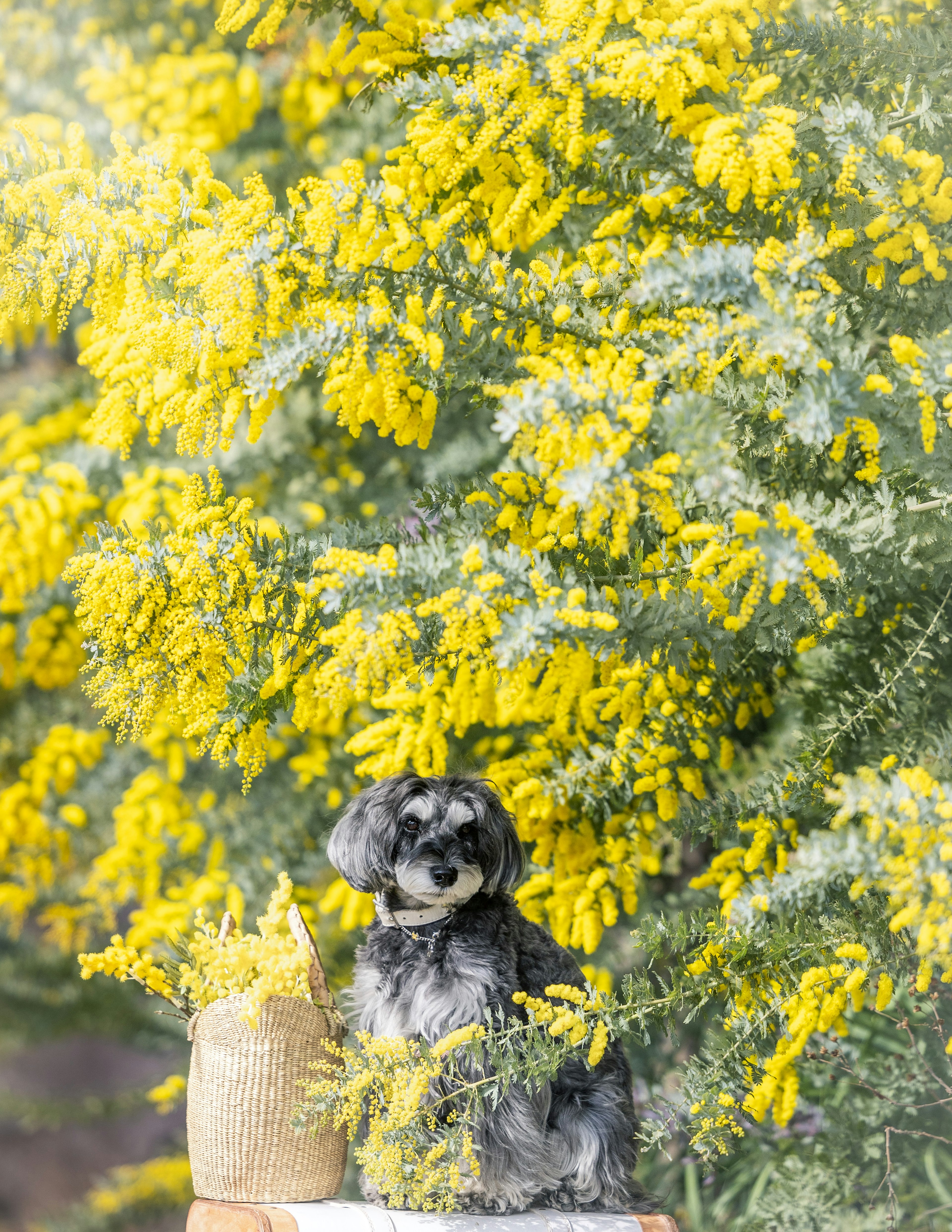 Anjing hitam duduk di depan bunga kuning cerah