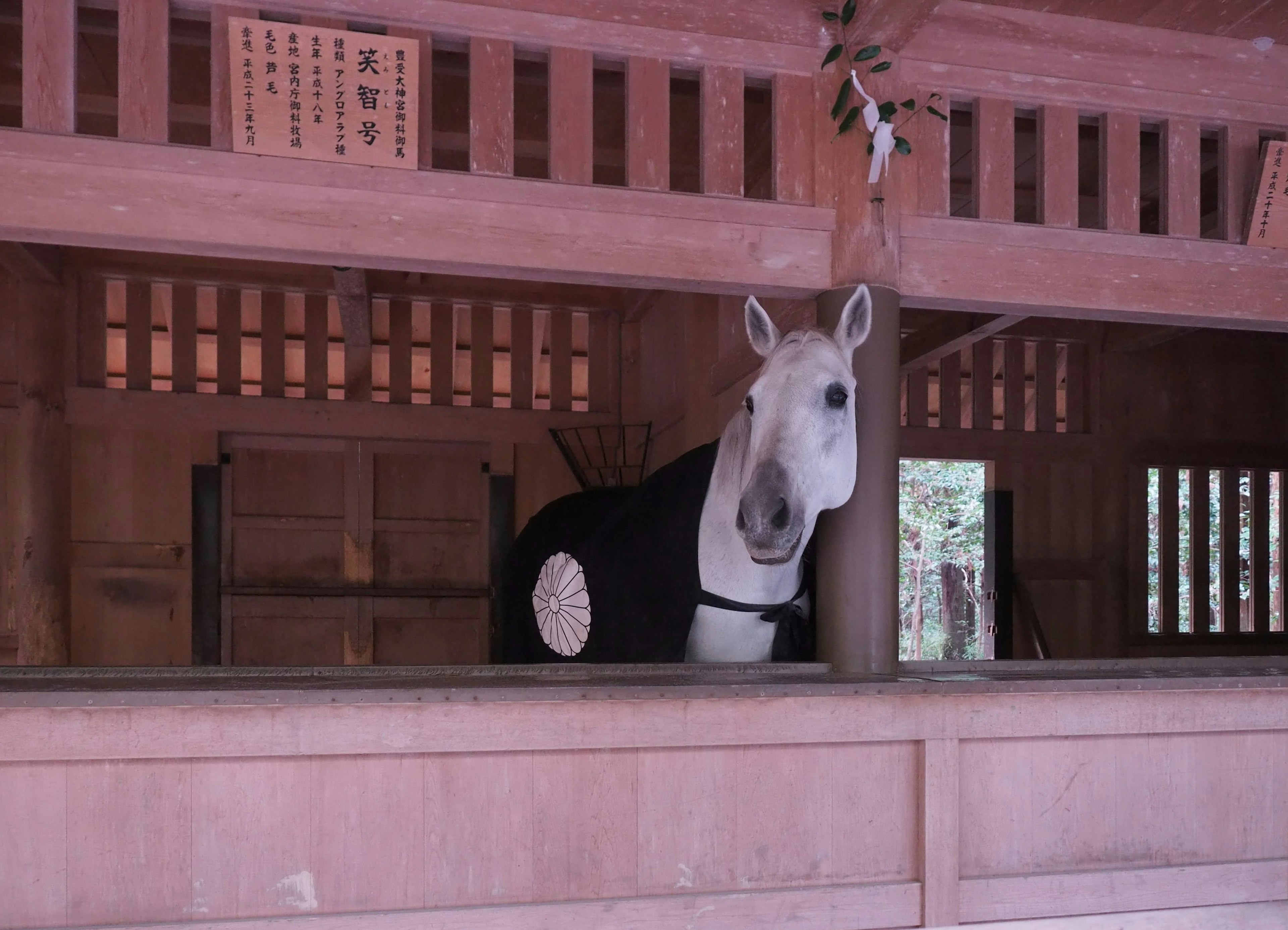 一匹穿着黑色衣服的白马在神社内