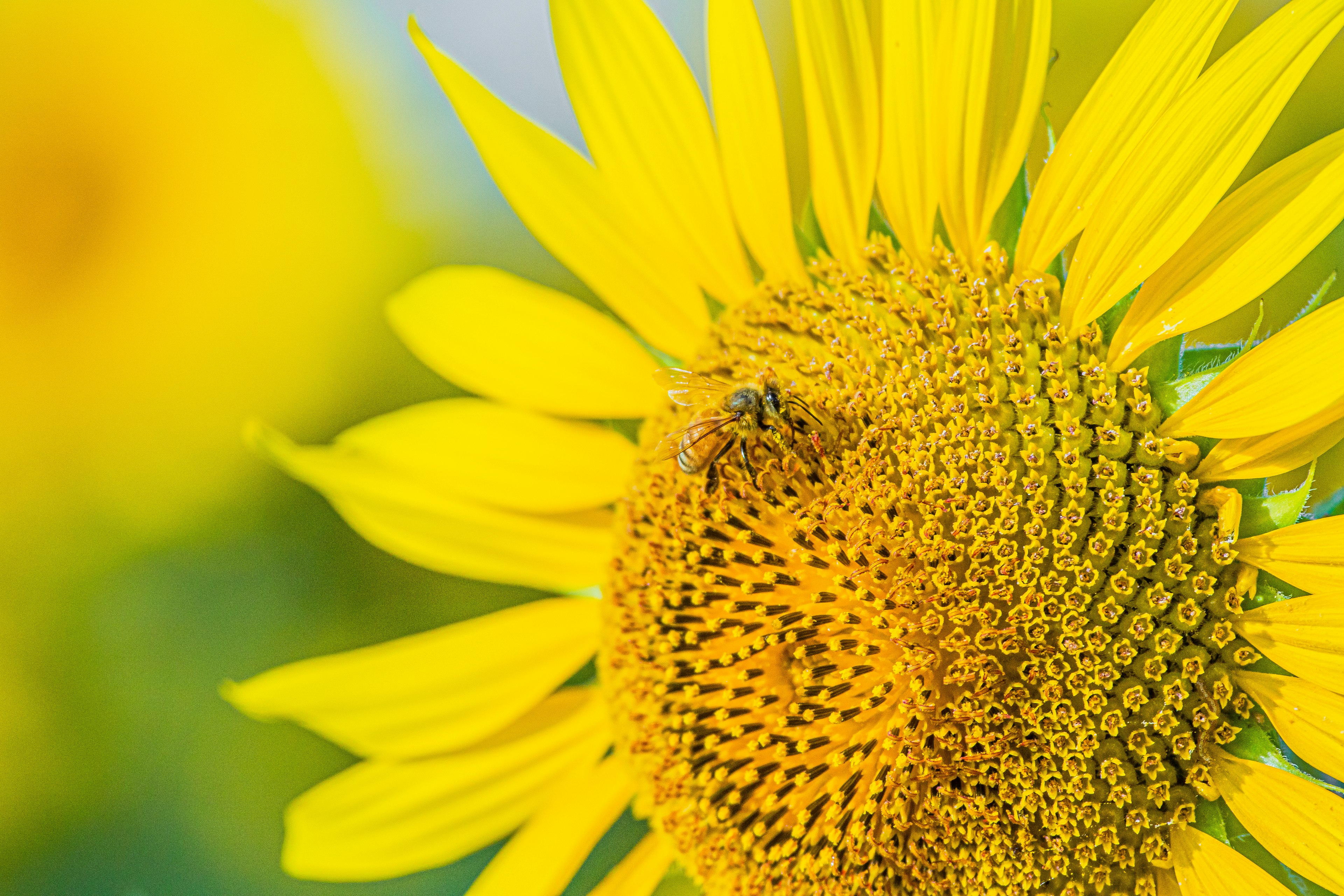 Girasole vibrante con un'ape al centro