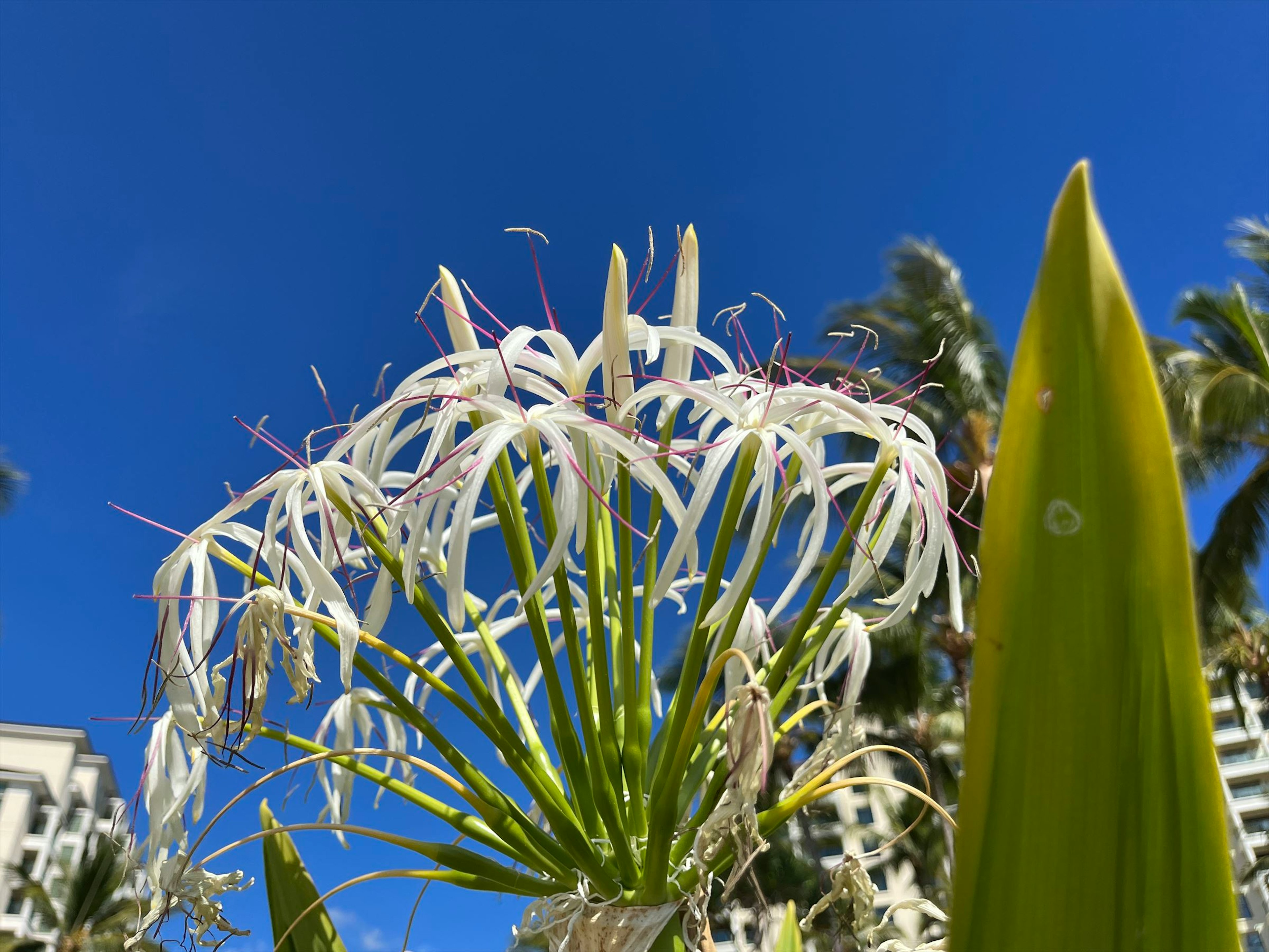 Gros plan de fleurs blanches sur un ciel bleu