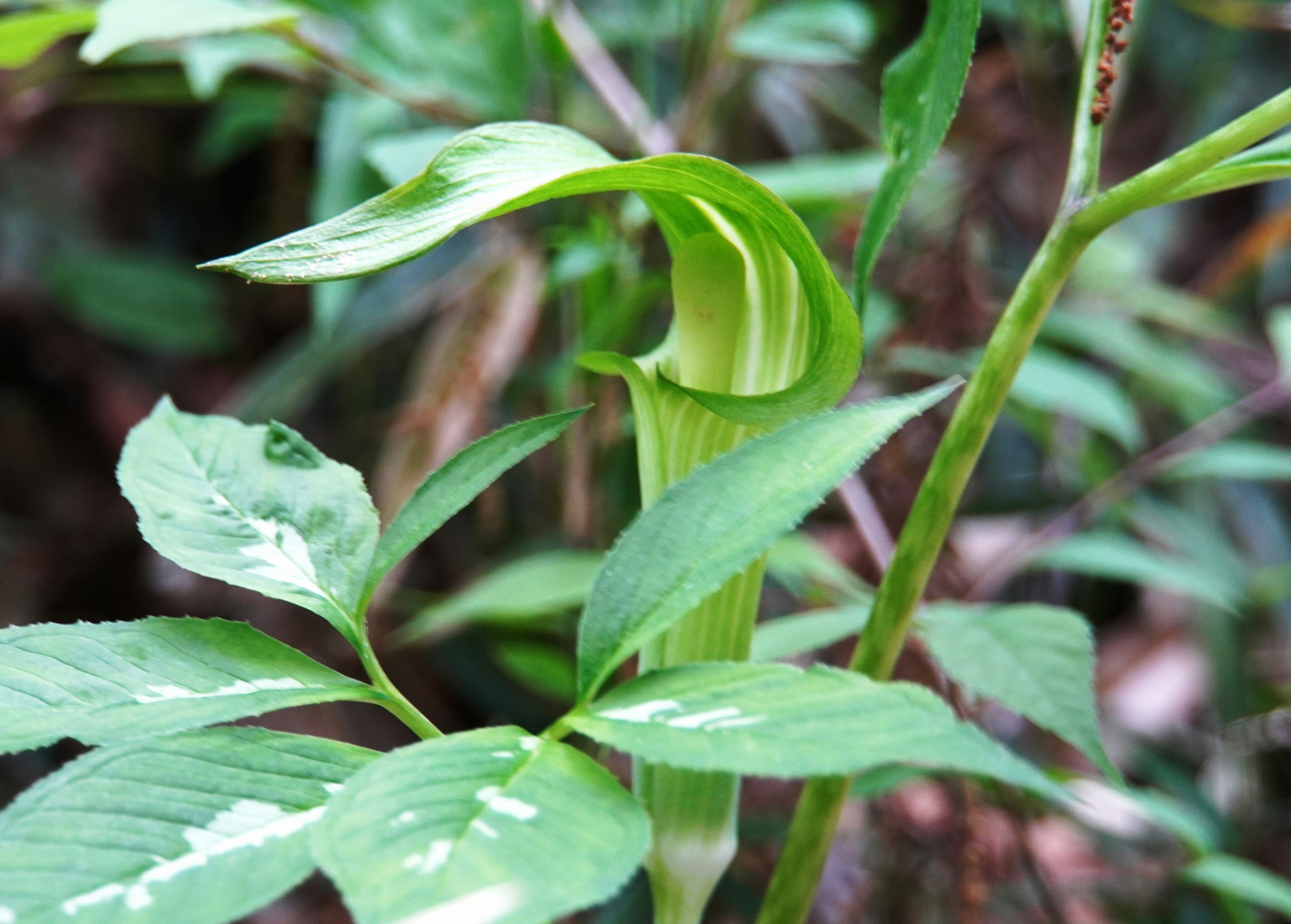 緑色の葉とカーブした花の特徴を持つ植物のクローズアップ