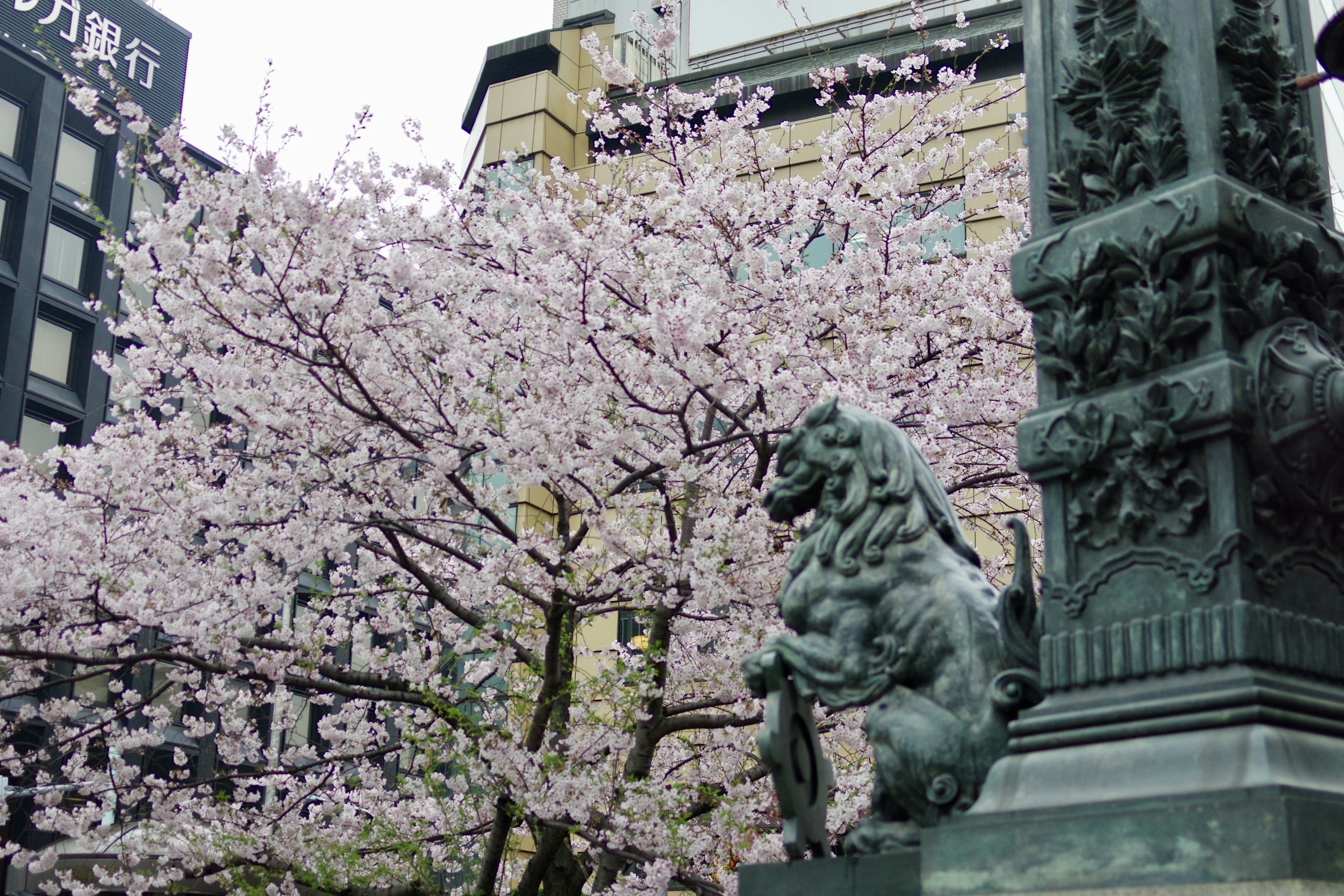 Paesaggio con alberi di ciliegio in fiore e una statua