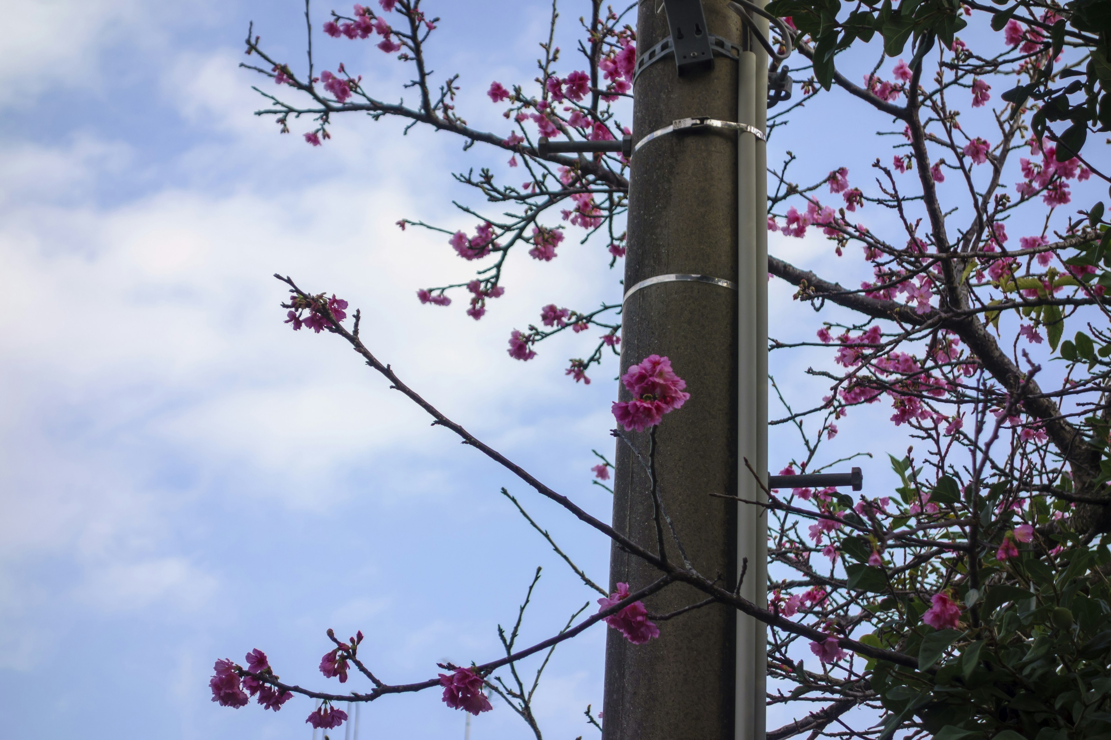 Ramas de cerezo en flor con flores rosas cerca de un poste de servicios públicos