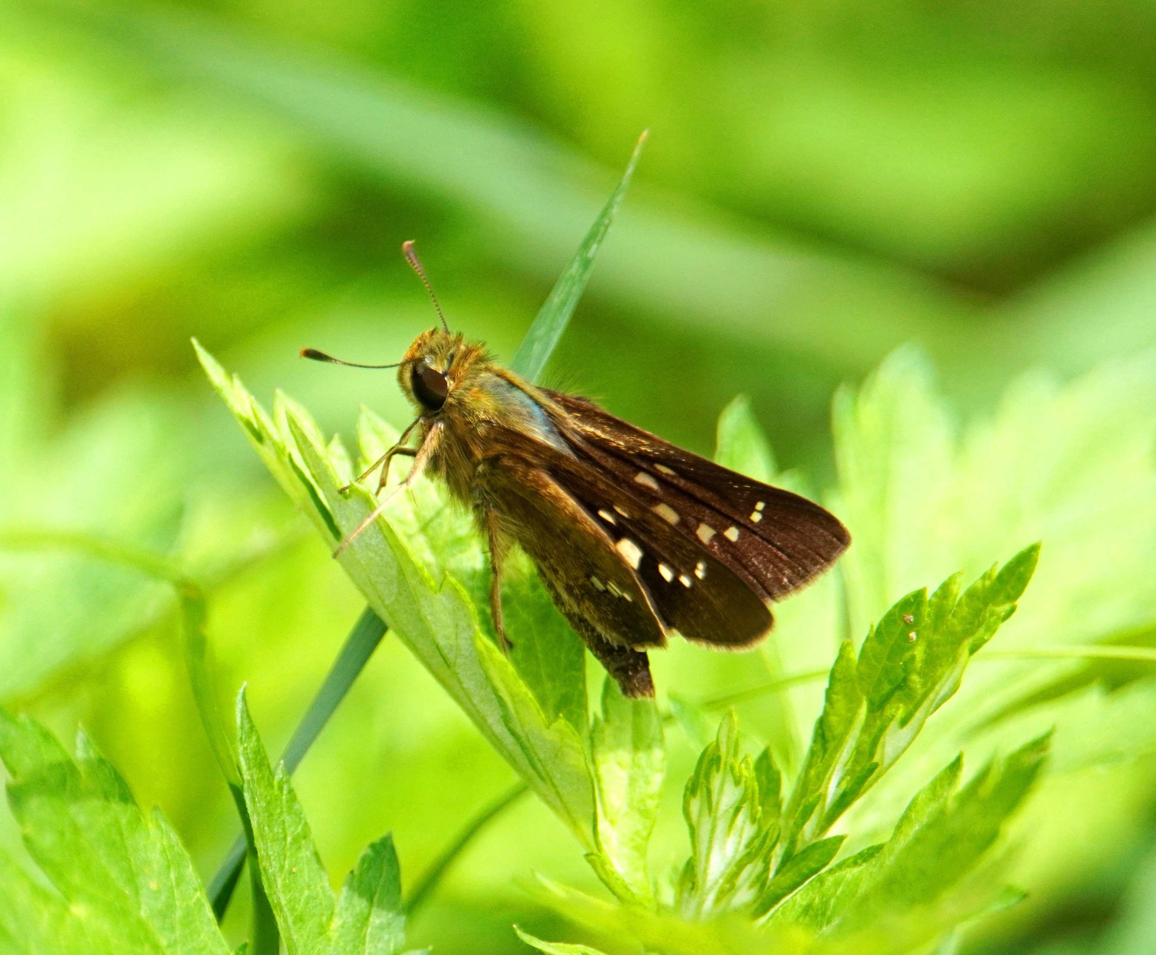 Insecto marrón que se asemeja a una mariposa posado sobre hojas verdes