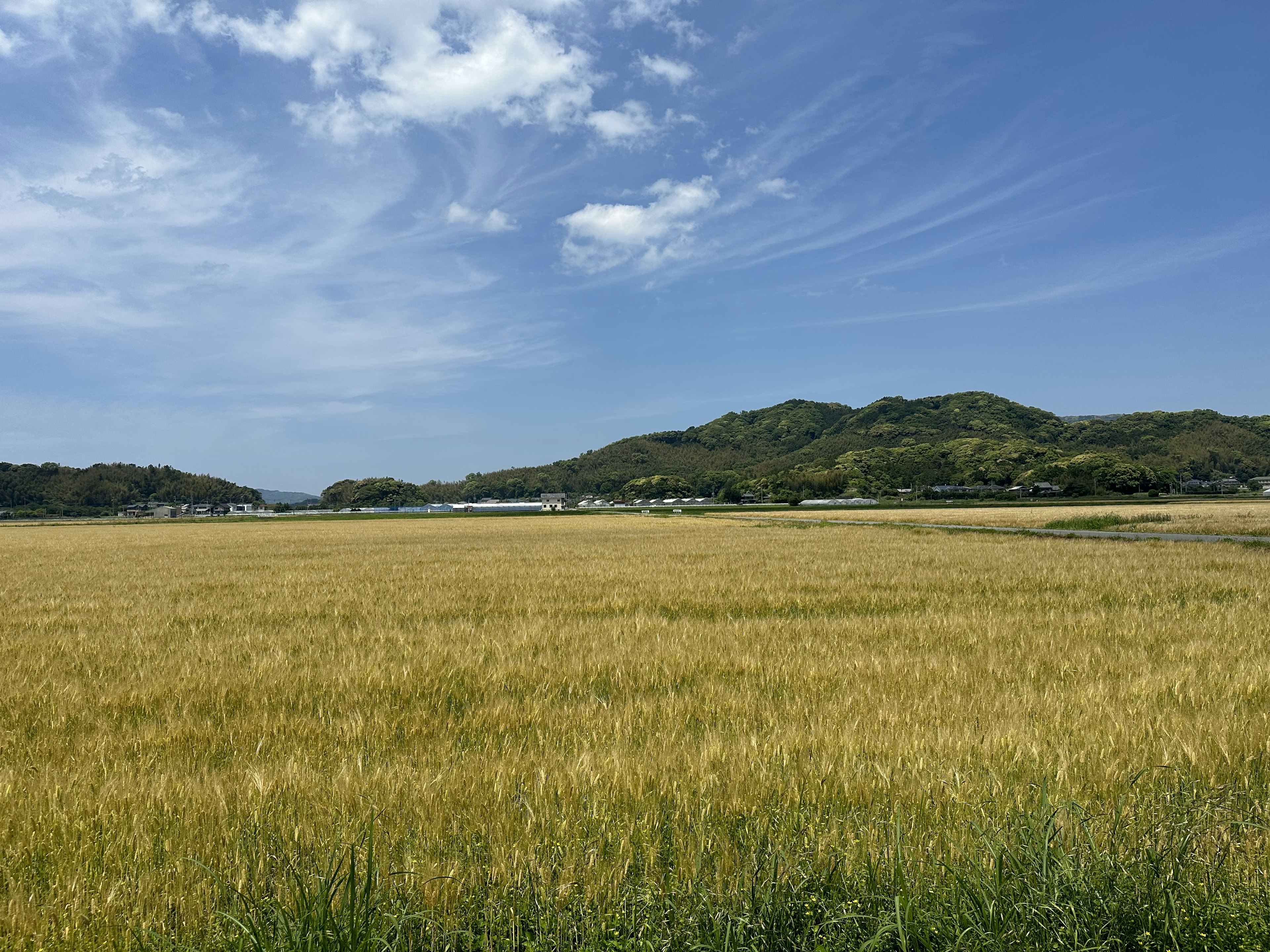 Serene landscape with blue sky and white clouds golden grain field and green grass