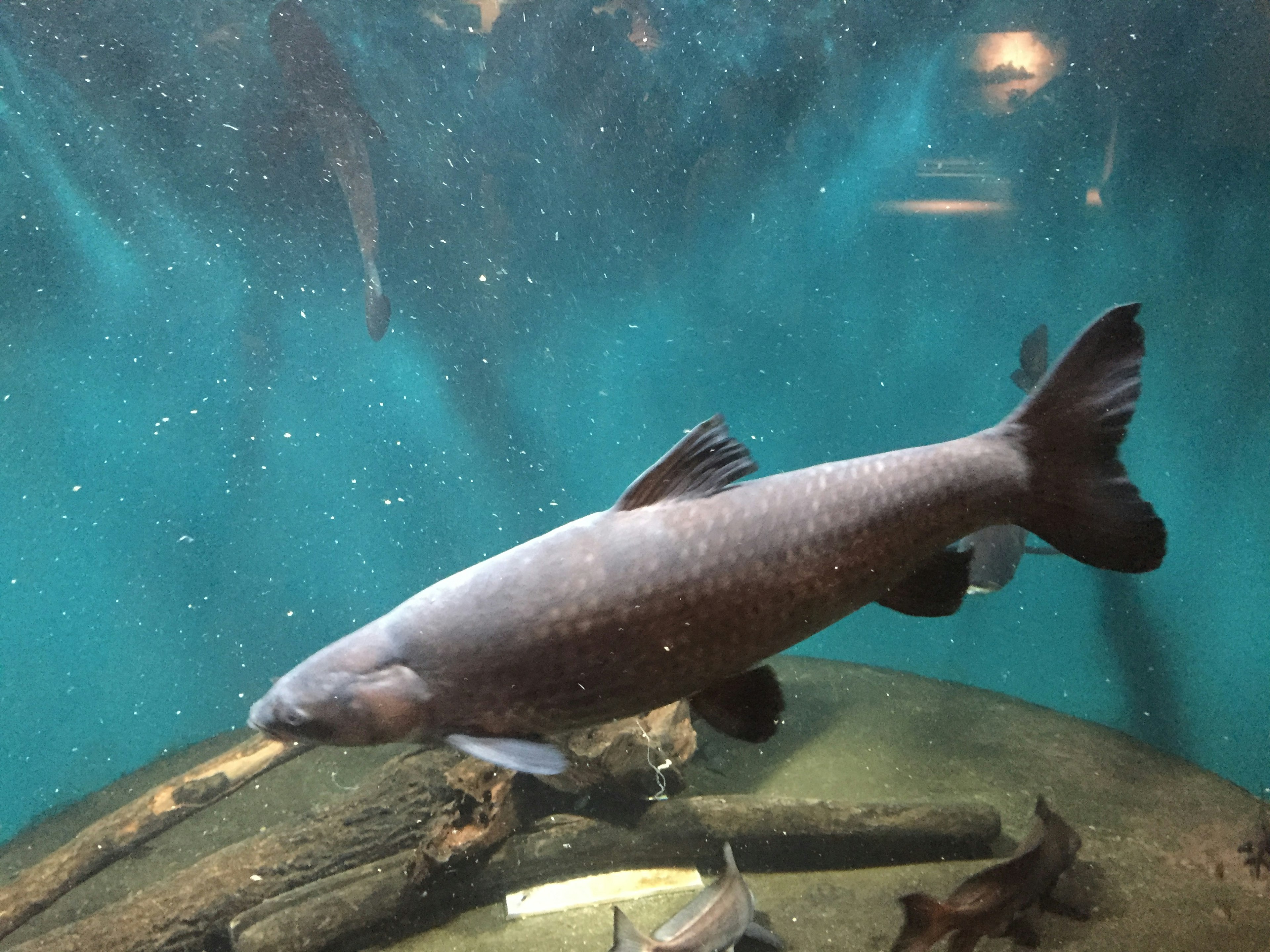 Großer Fisch schwimmt in einem Aquarium mit blauem Wasser