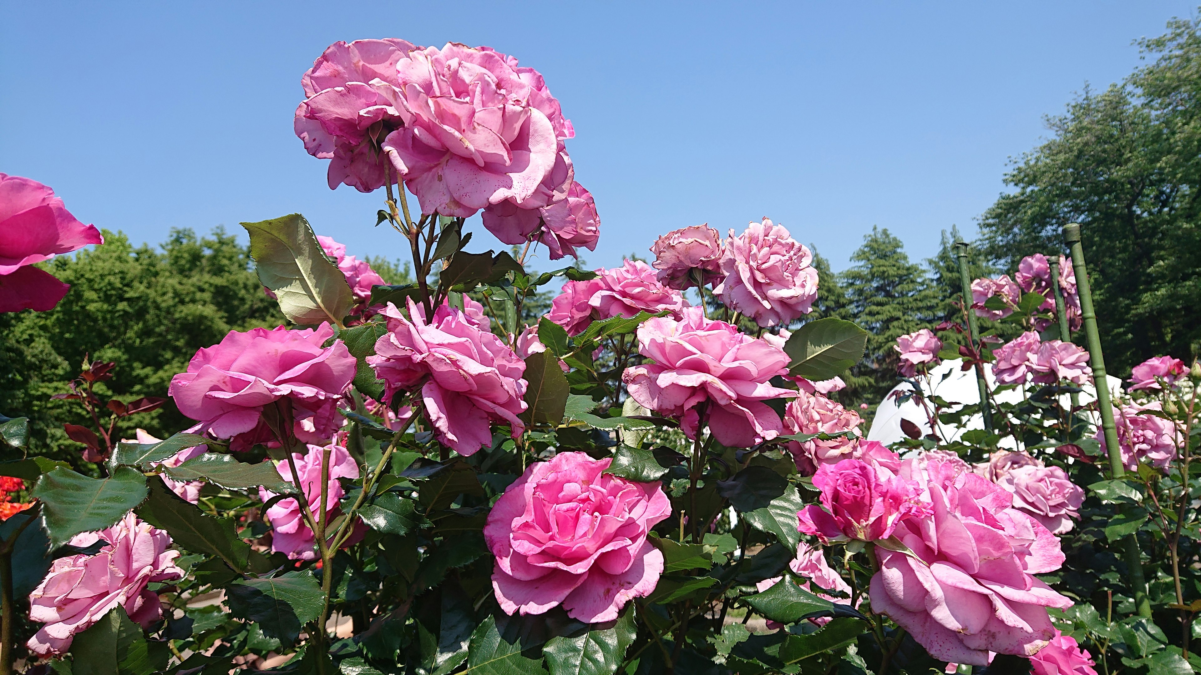 Schöne rosa Rosen blühen unter einem blauen Himmel