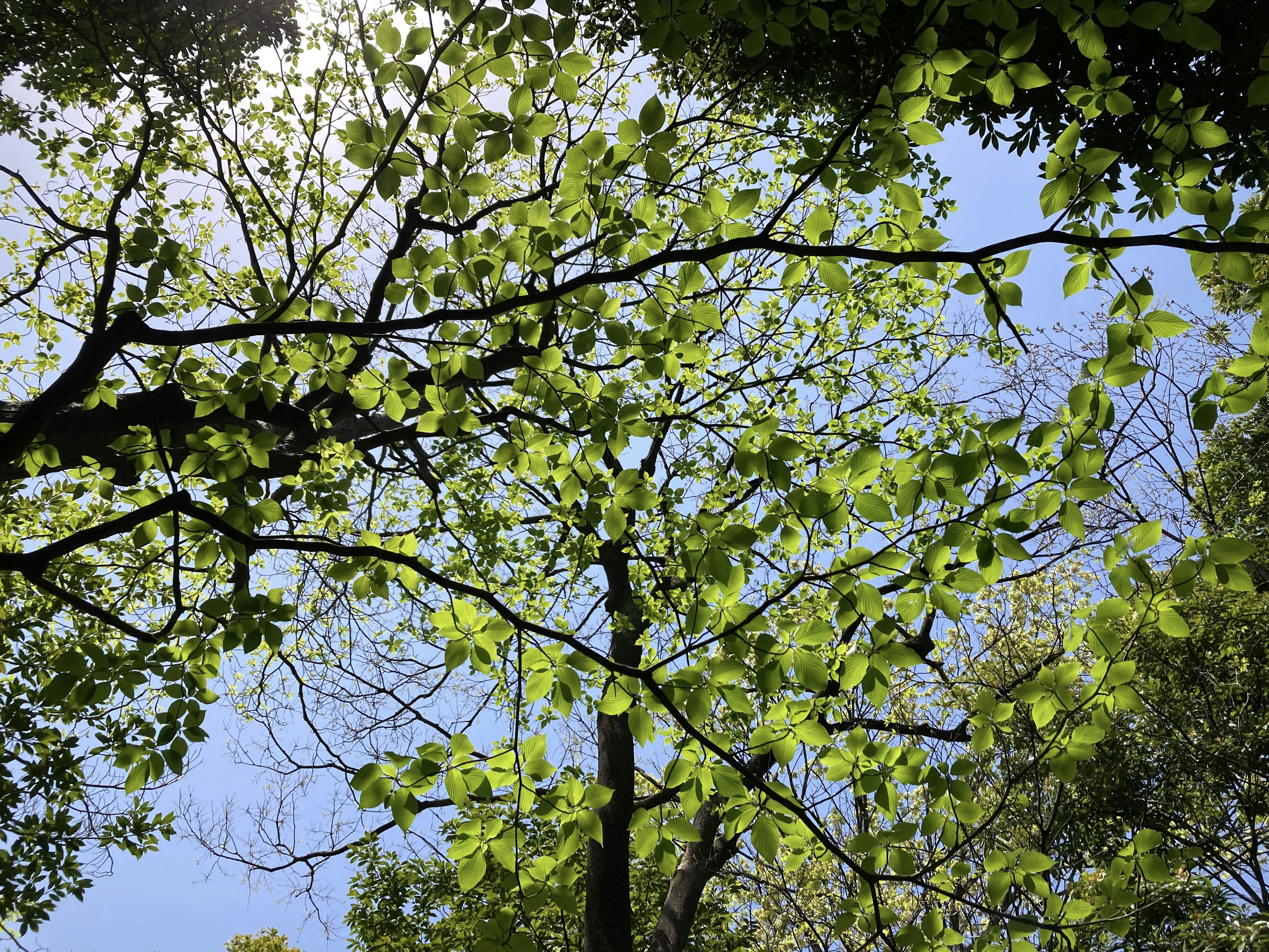 Äste eines Baumes mit grünen Blättern unter einem blauen Himmel