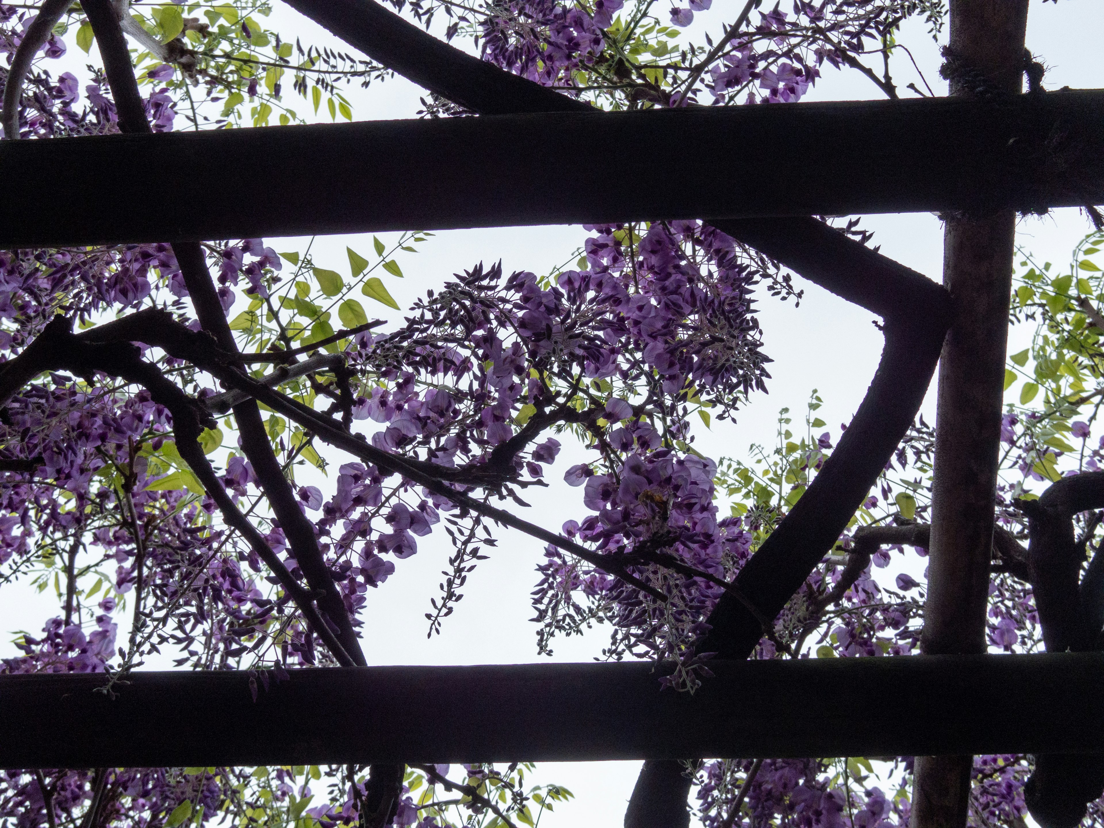 View from underneath a structure showing purple flowering branches