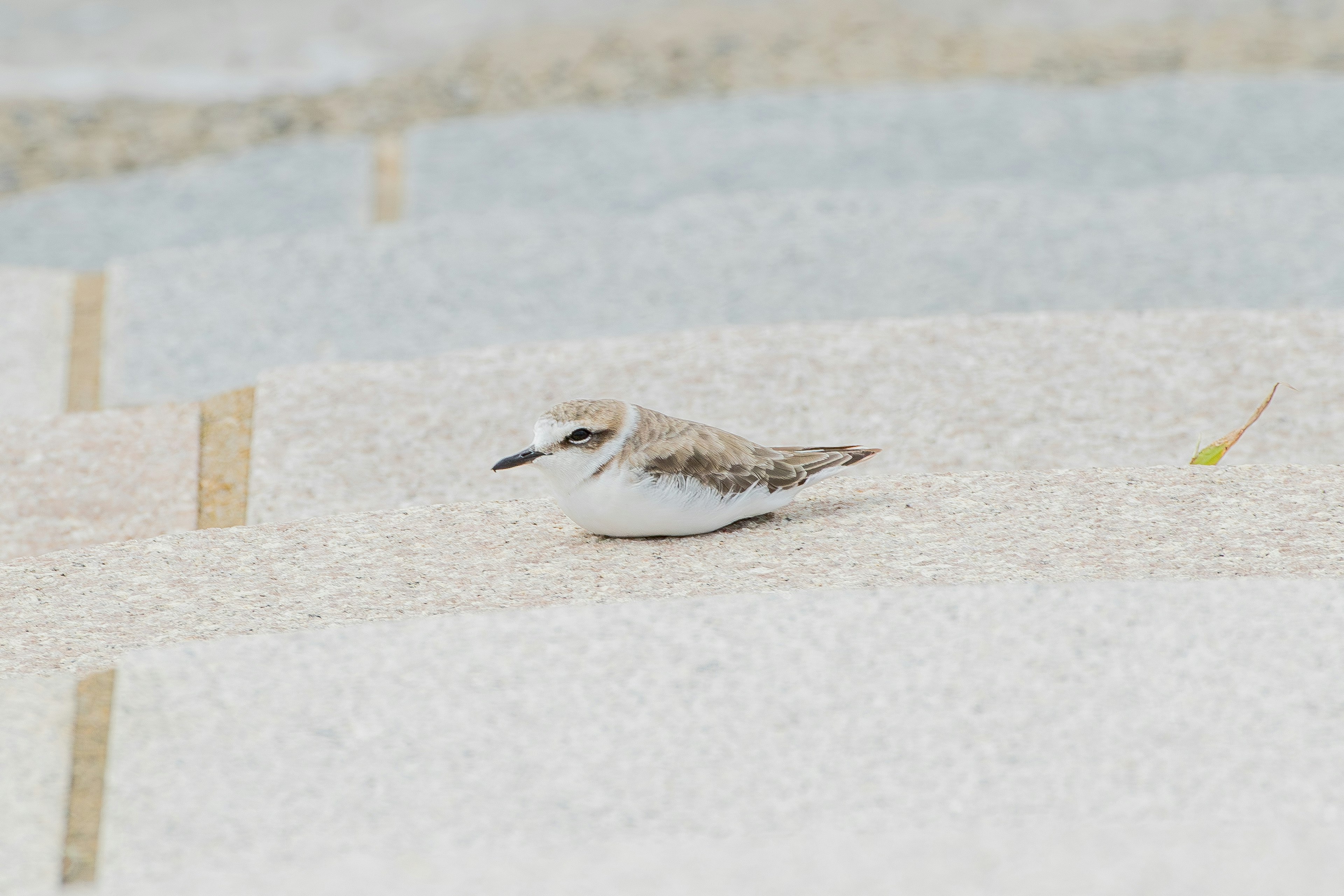 Un piccolo uccello sulla spiaggia sabbiosa con piume marroni e bianche