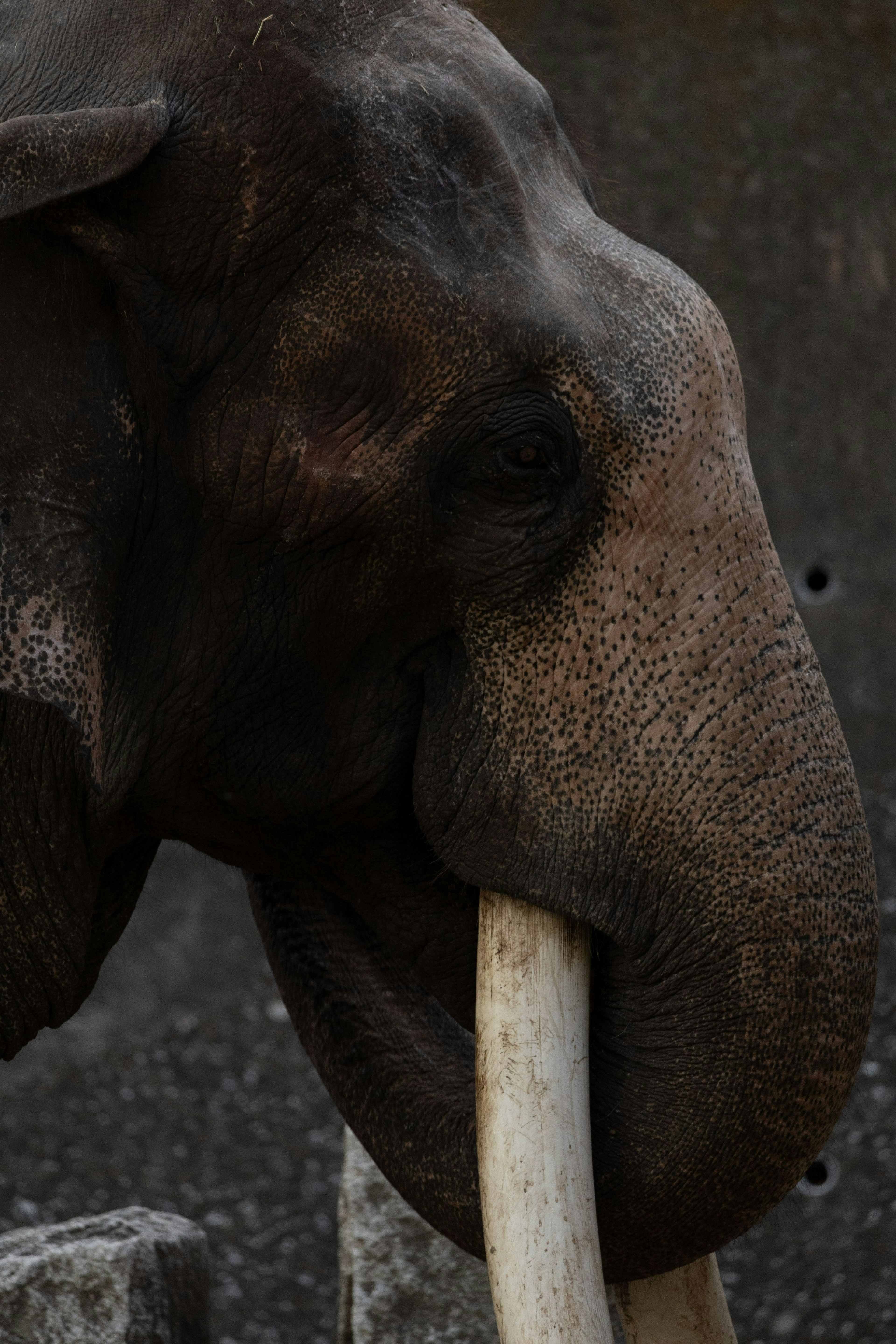 Primo piano del volto di un elefante con lunghe zanne su uno sfondo scuro