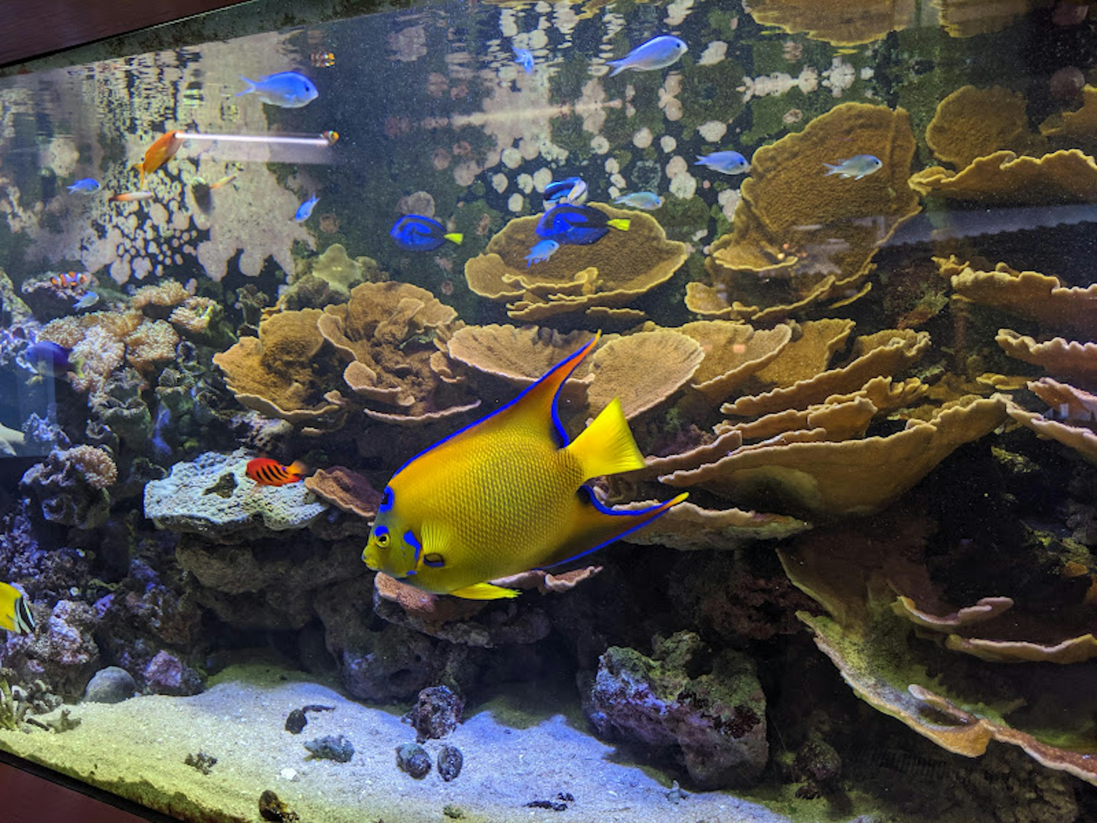 Escena vibrante de acuario con peces tropicales incluyendo un pez amarillo y azul y formaciones de coral