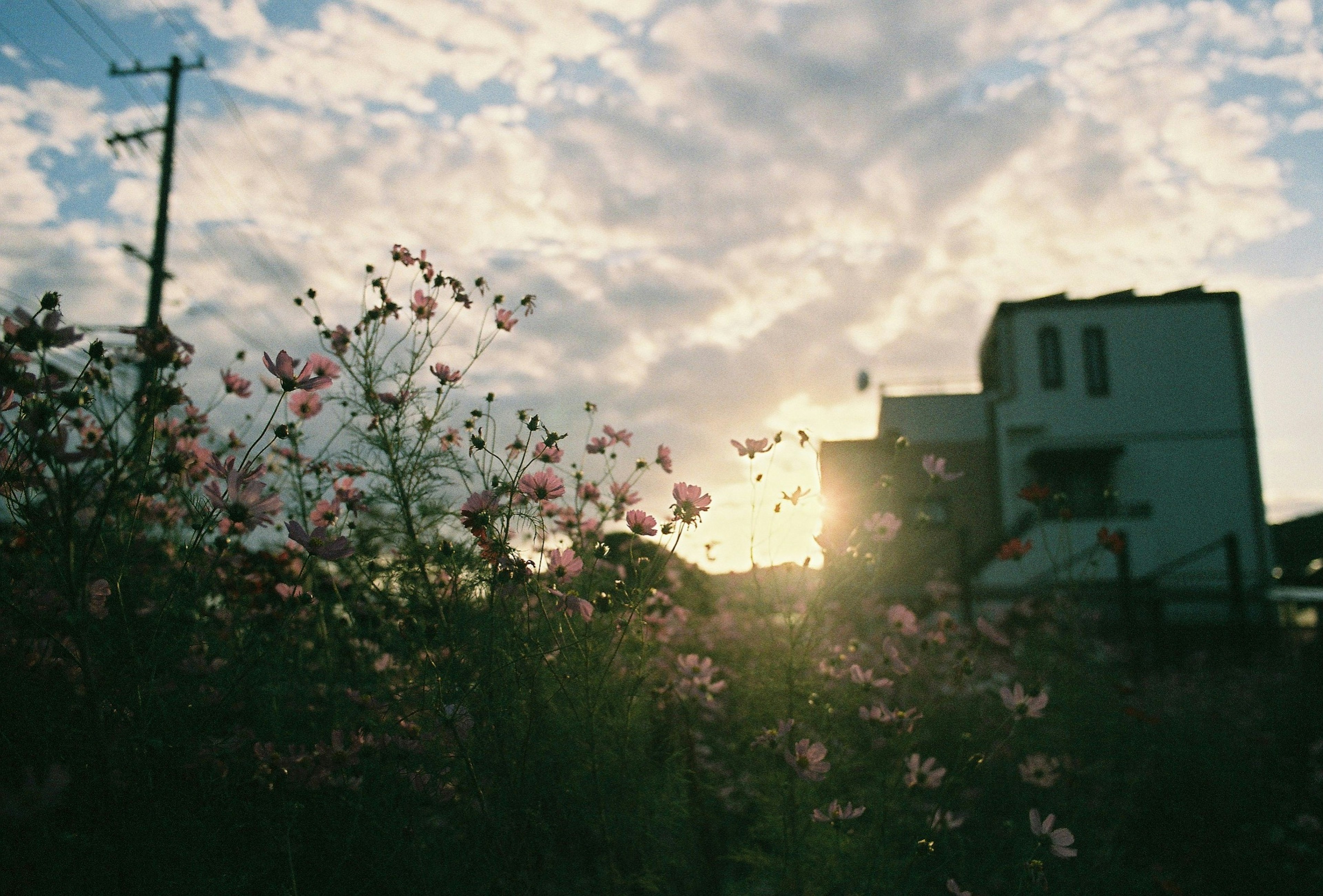 陽光透過花朵與背景中的建築