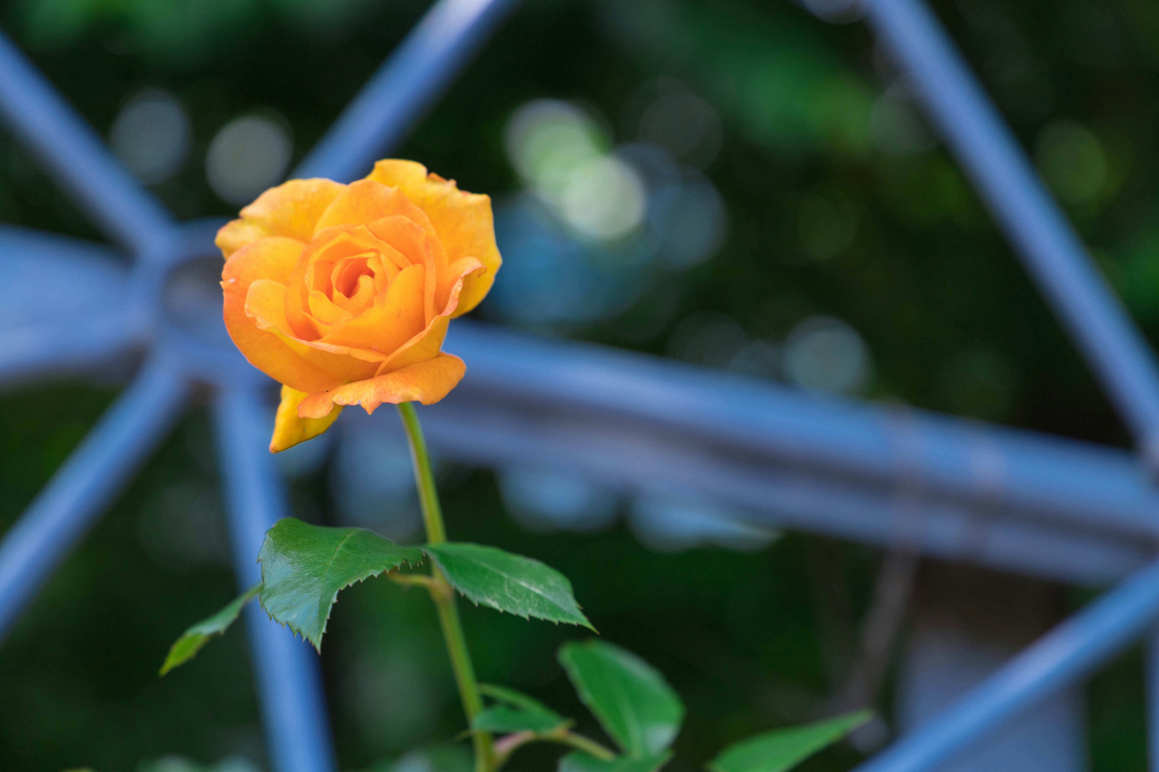 Eine lebhafte orangefarbene Rose blüht vor einer blauen Struktur