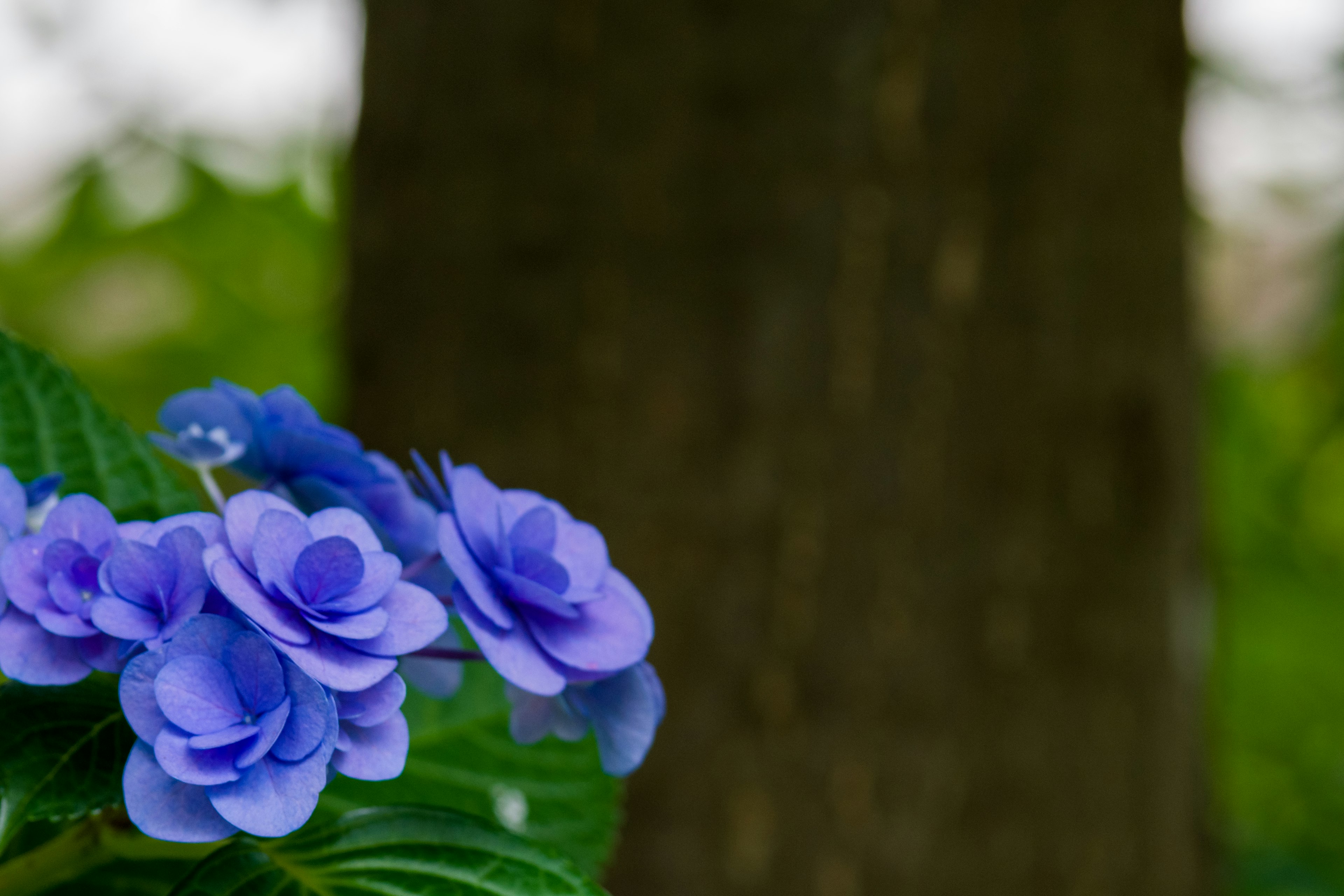 紫色の花と緑の葉が美しい背景にある画像