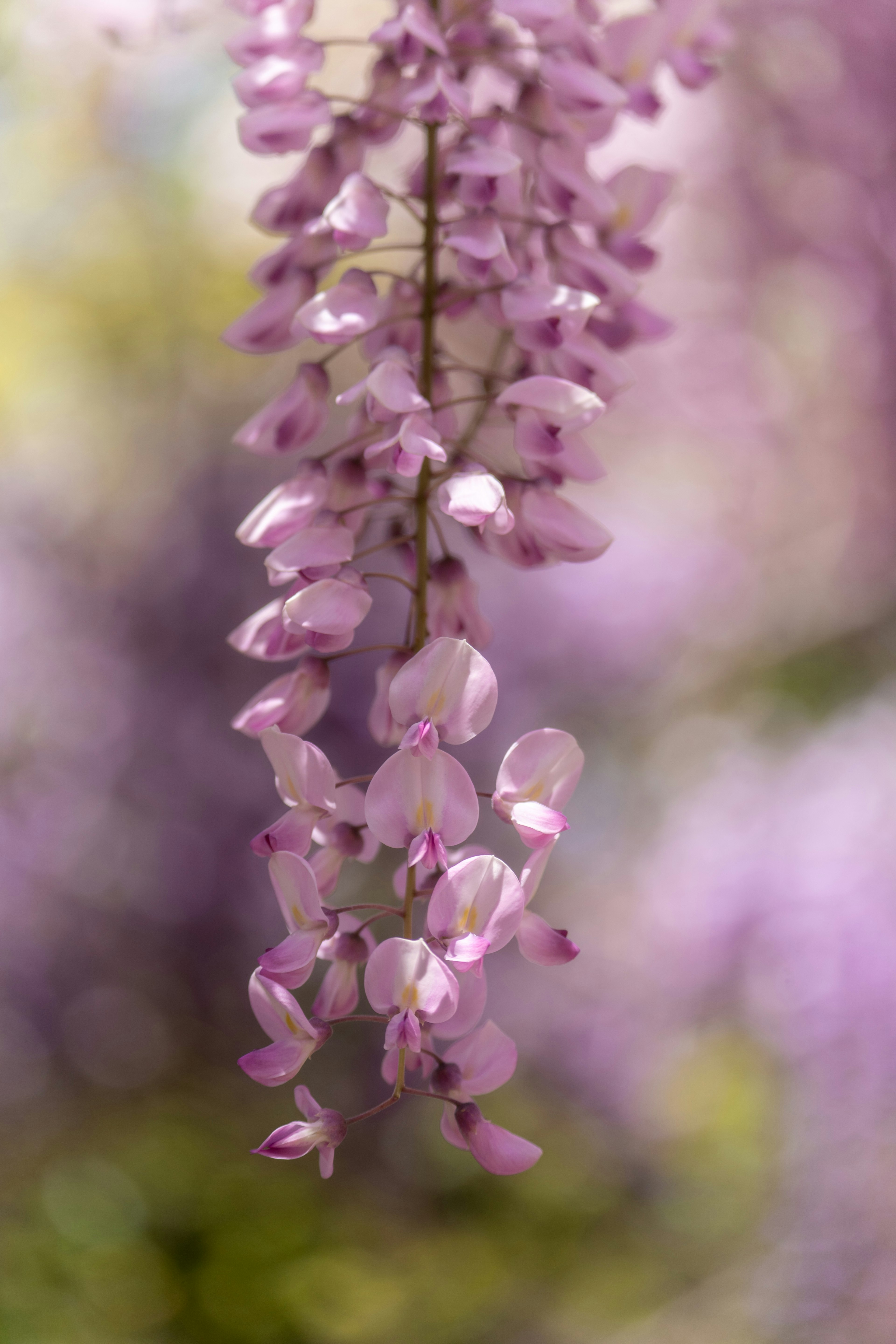 紫色の花が垂れ下がっている様子が印象的な画像