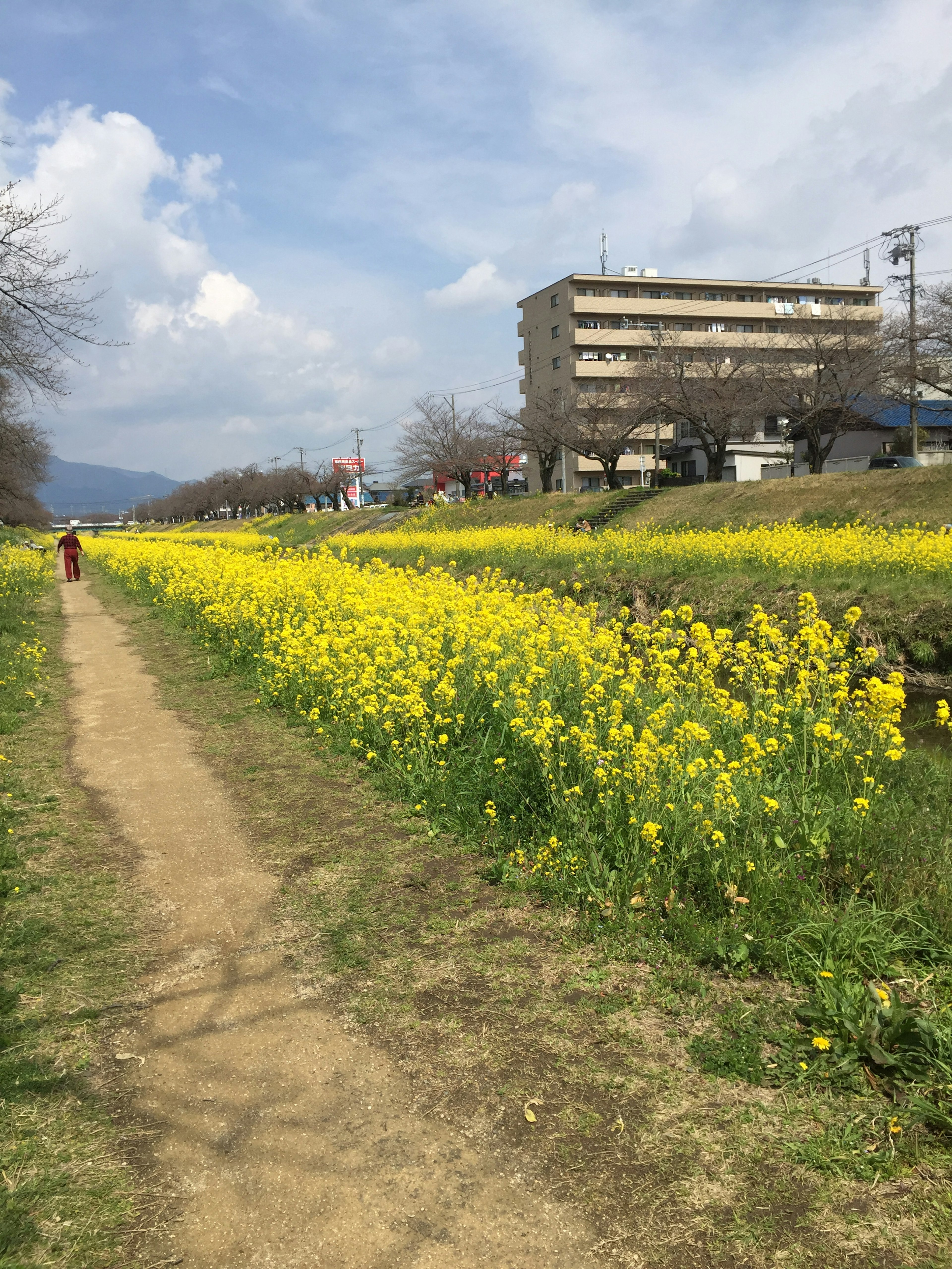 Weg entlang eines Flusses gesäumt von blühenden gelben Rapsblumen und einem Gebäude