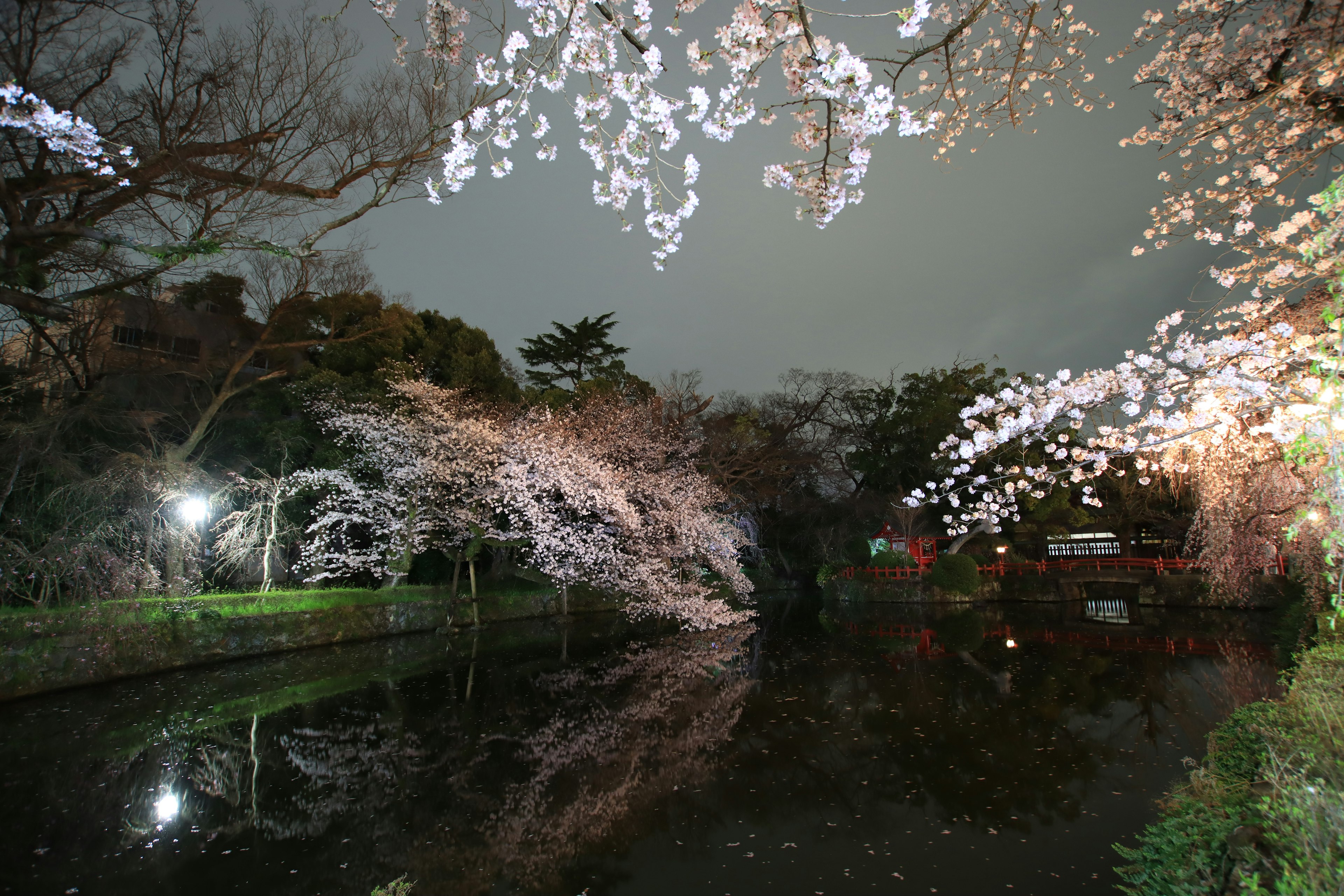 Vista nocturna serena de cerezos en flor reflejándose en un estanque tranquilo