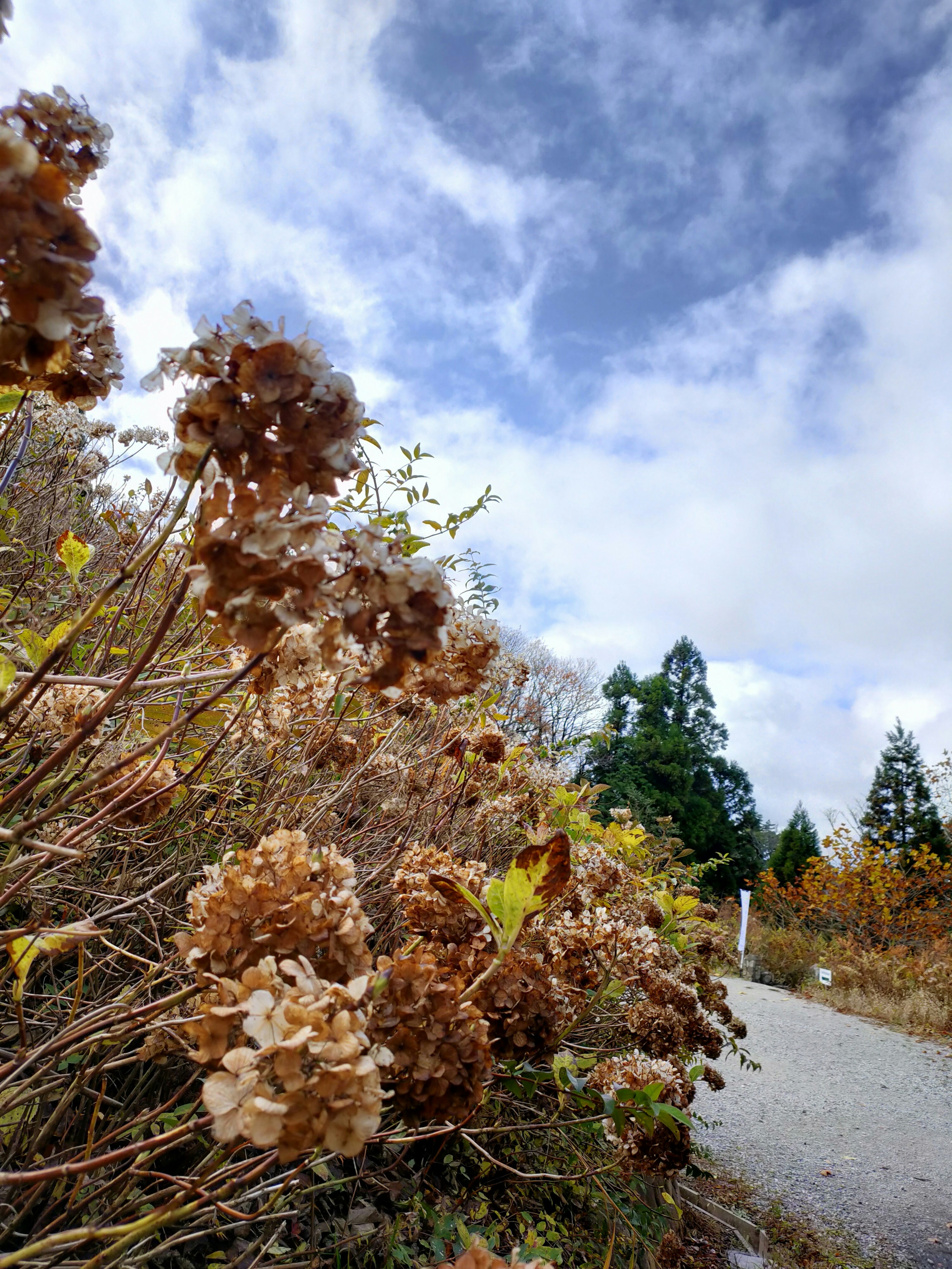 秋の風景の中で枯れた花と青空の雲