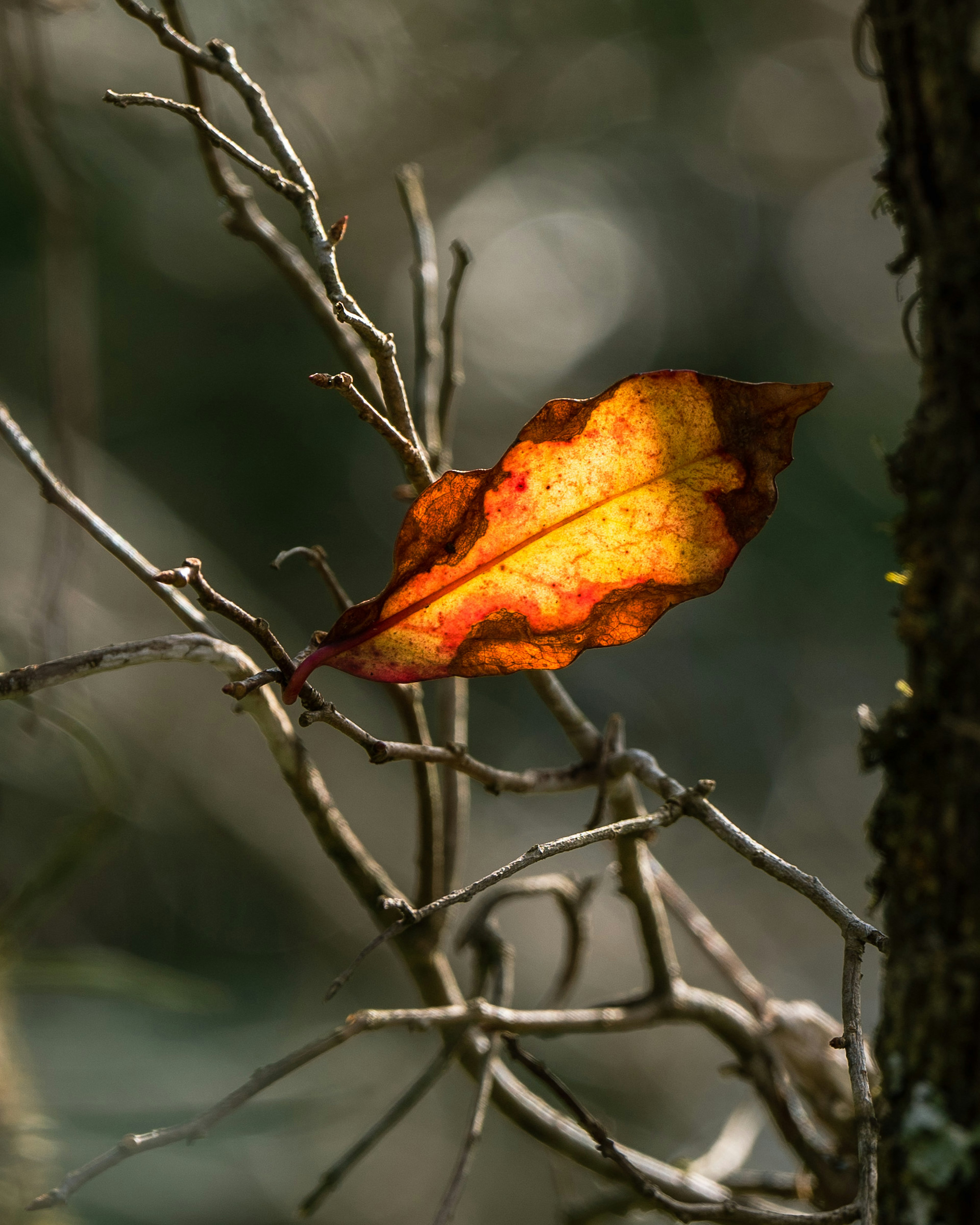 Ein lebhaftes Herbstblatt, das auf einem Zweig ruht