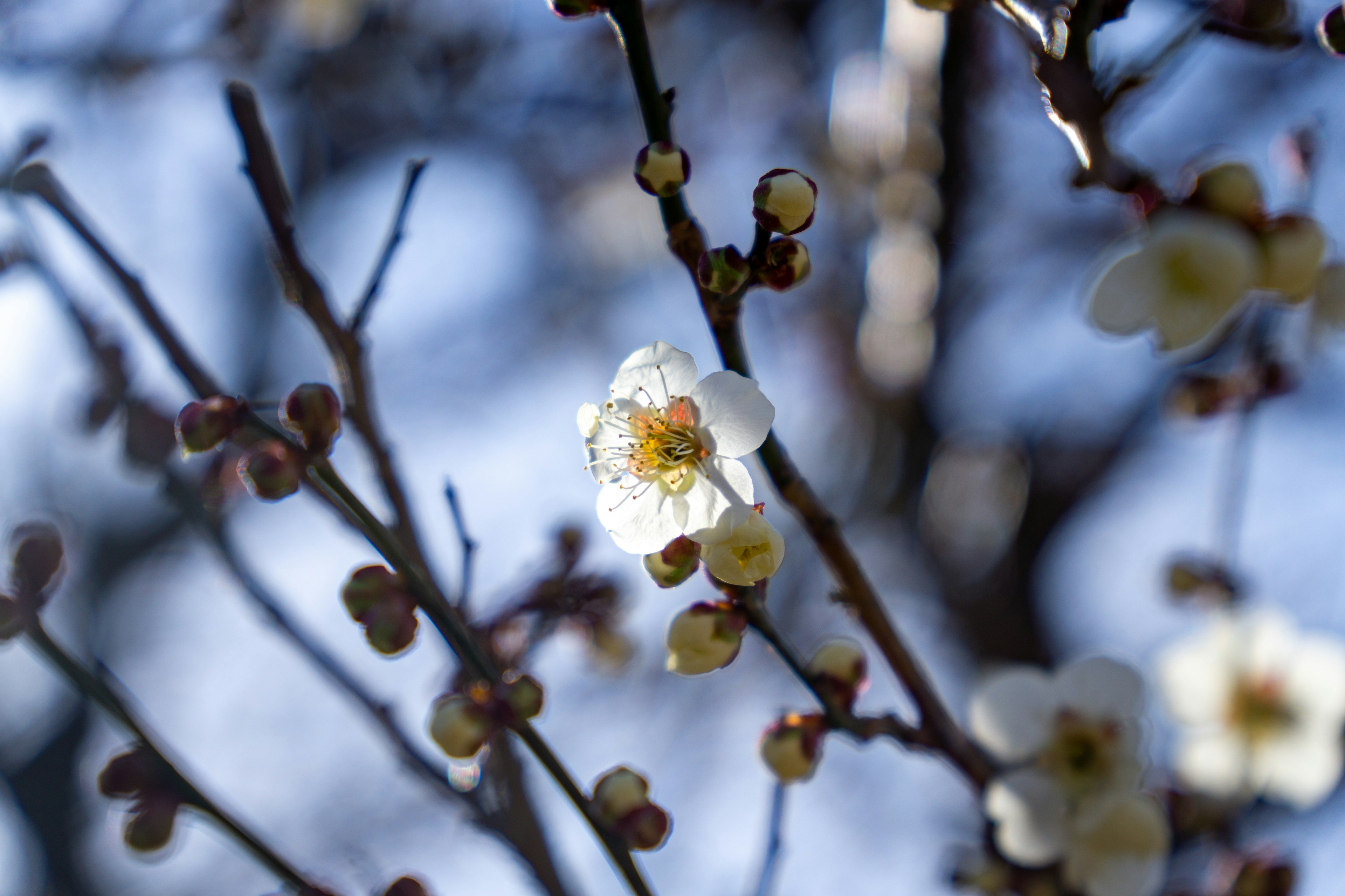 Branche avec des fleurs blanches et des bourgeons sous un ciel bleu