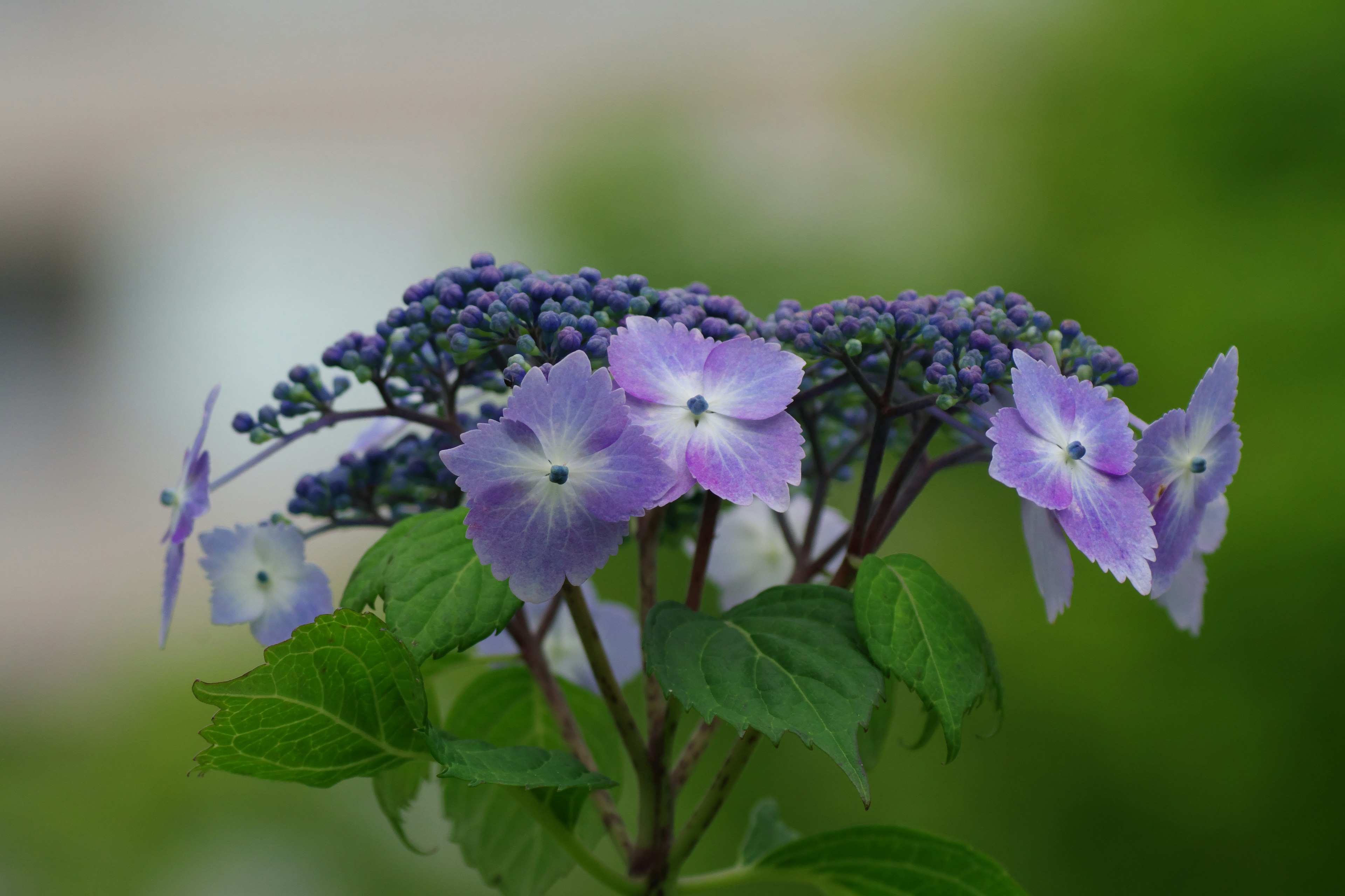 特写的植物，紫色花朵和绿色叶子