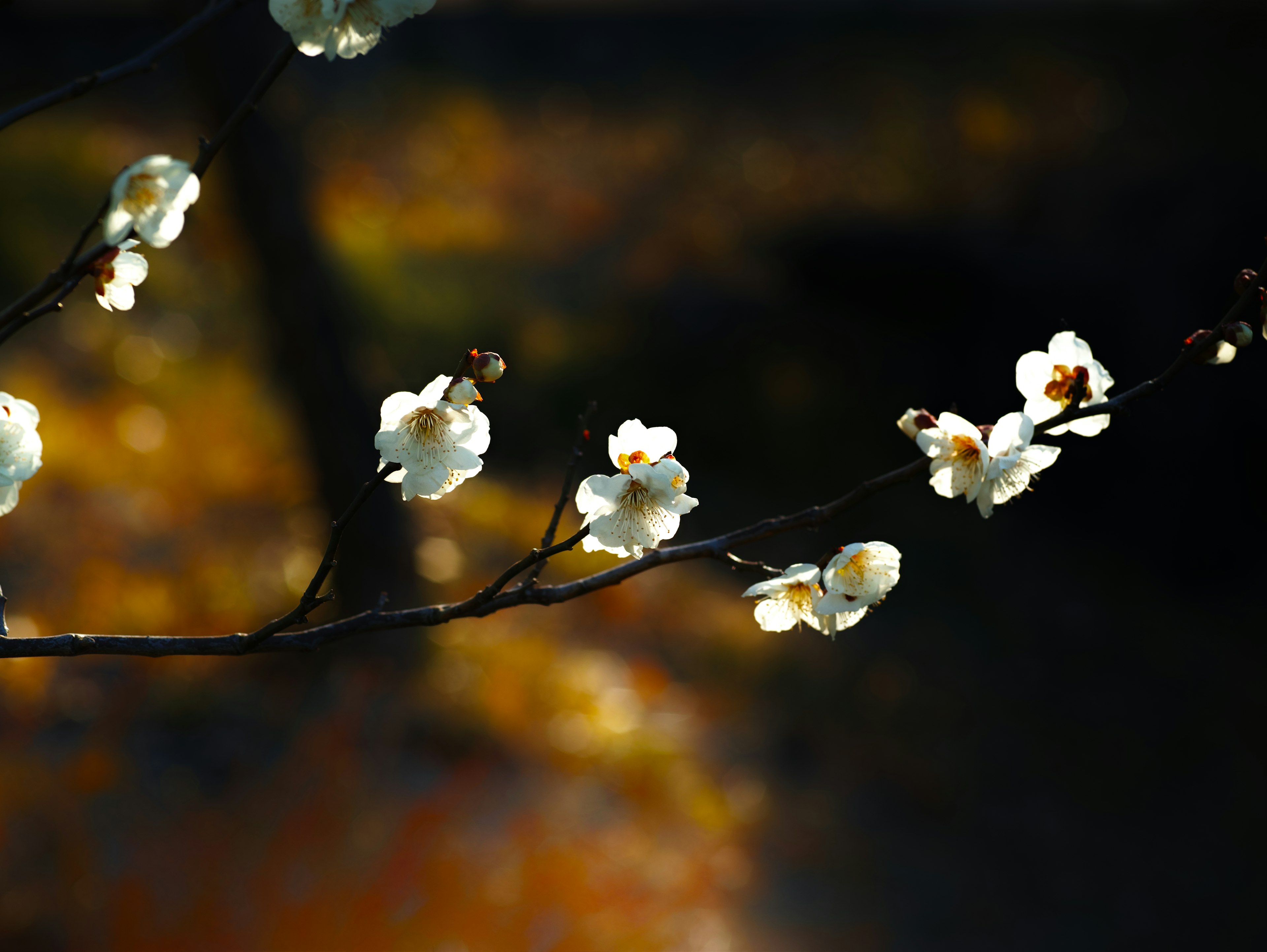 Close-up of a branch with white flowers against a blurred autumn background