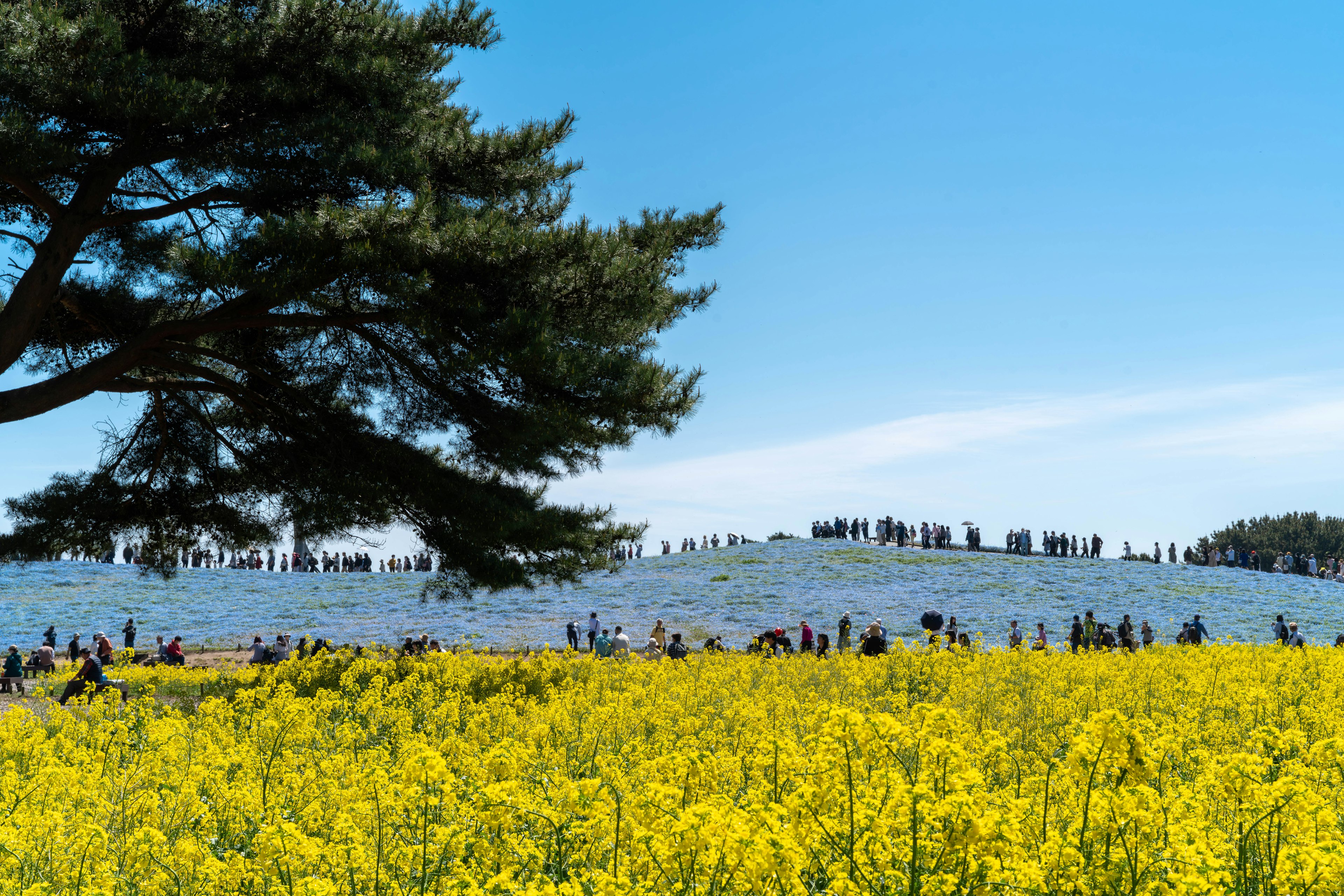 Bajo un cielo azul, flores de colza amarillas vibrantes se extienden con personas reunidas al fondo en un campo de flores azules